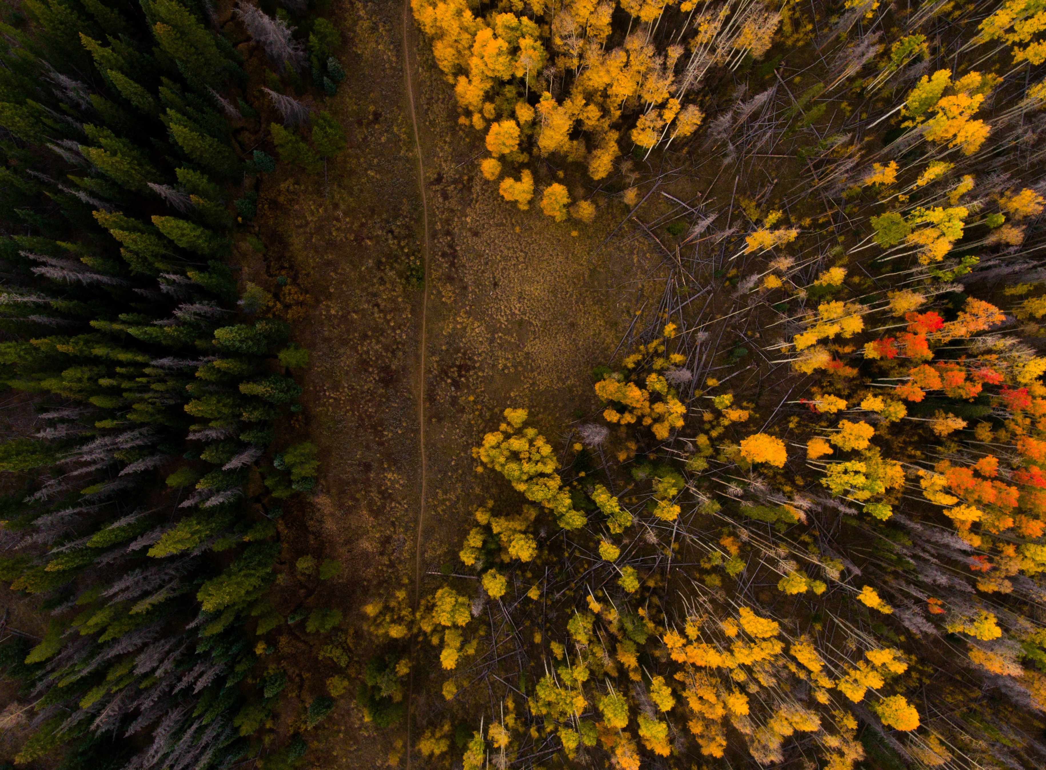 a drone shot of trees in autumn colors in silverthorne, silverthorne forest from above 4k, HD Wallpaper