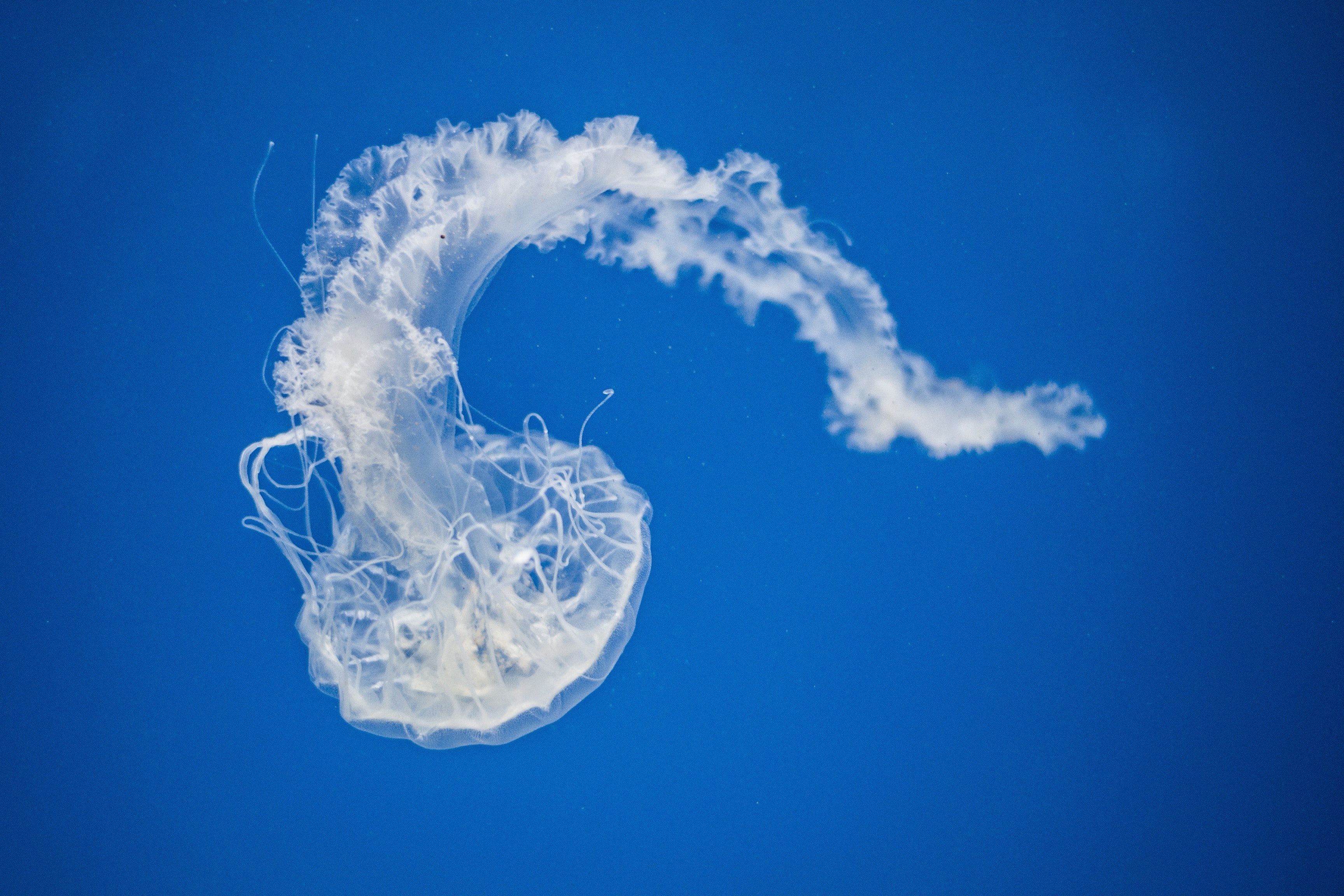 jellyfish blue underwater and swimming 4k, HD Wallpaper