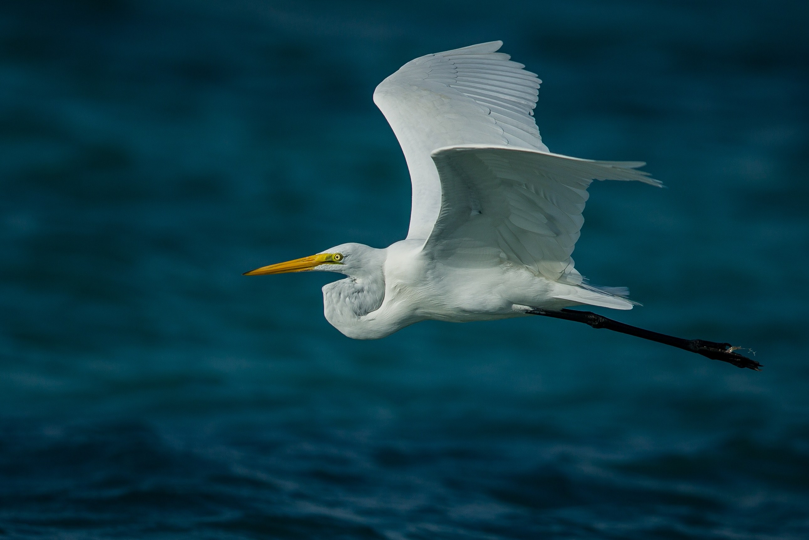 bird fly flight and pelican 4k, HD Wallpaper