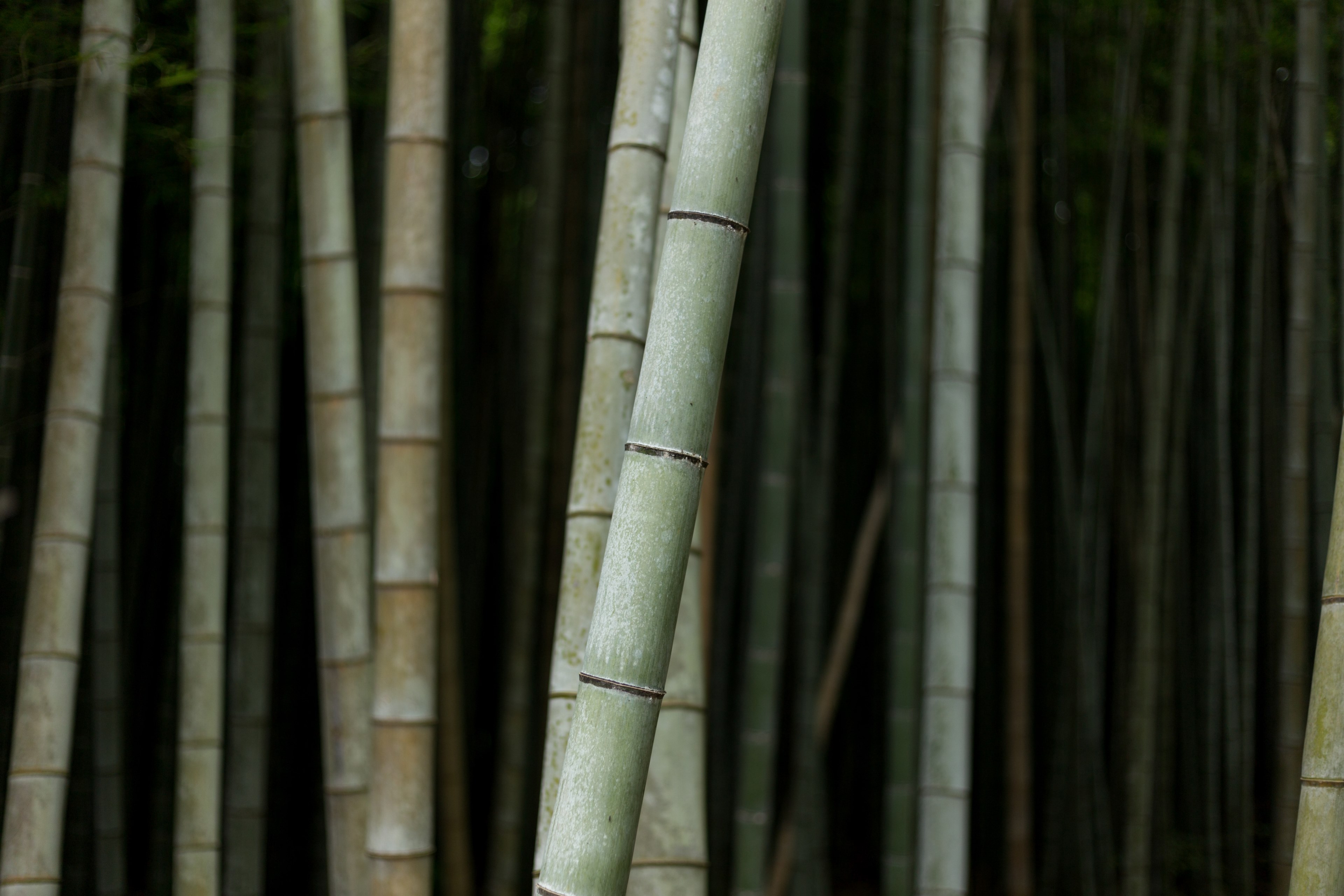 arashiyama bamboo grove 4k, HD Wallpaper
