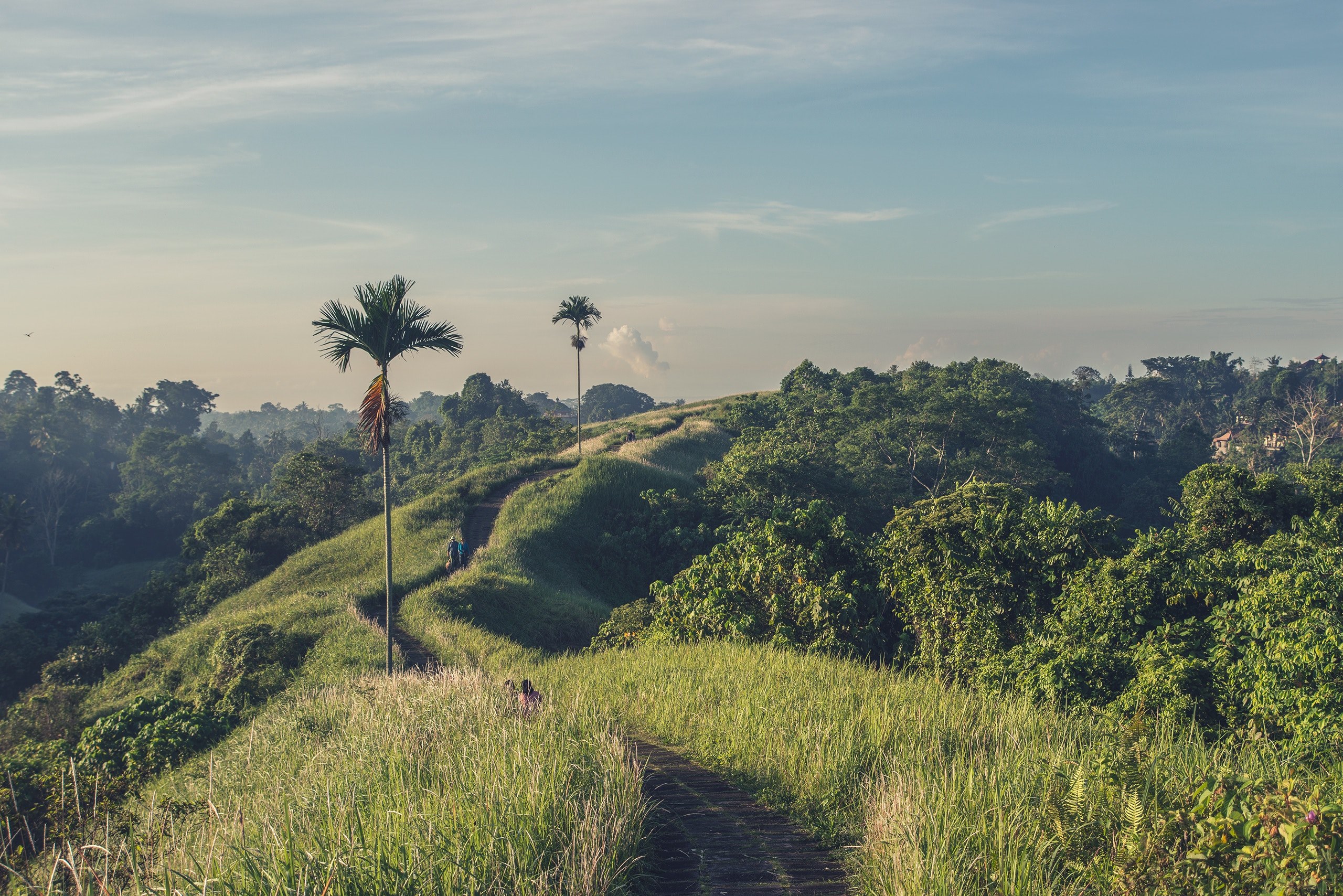people on a dirt path leading up a hill with palms and leafy trees on the side, walking up the hill in bali 4k, HD Wallpaper