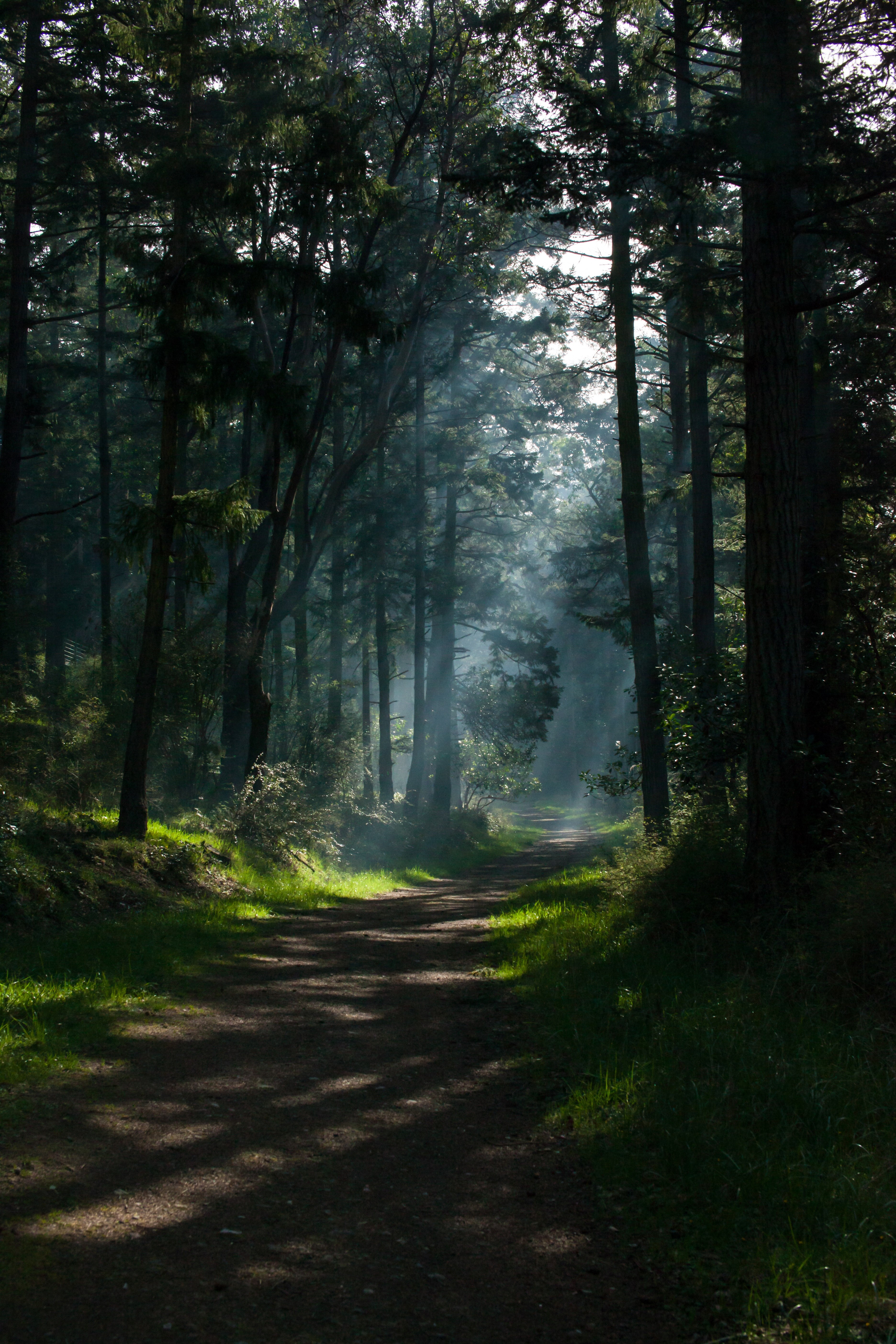 natural light pathway nature and green hd, 4k, Phone HD Wallpaper
