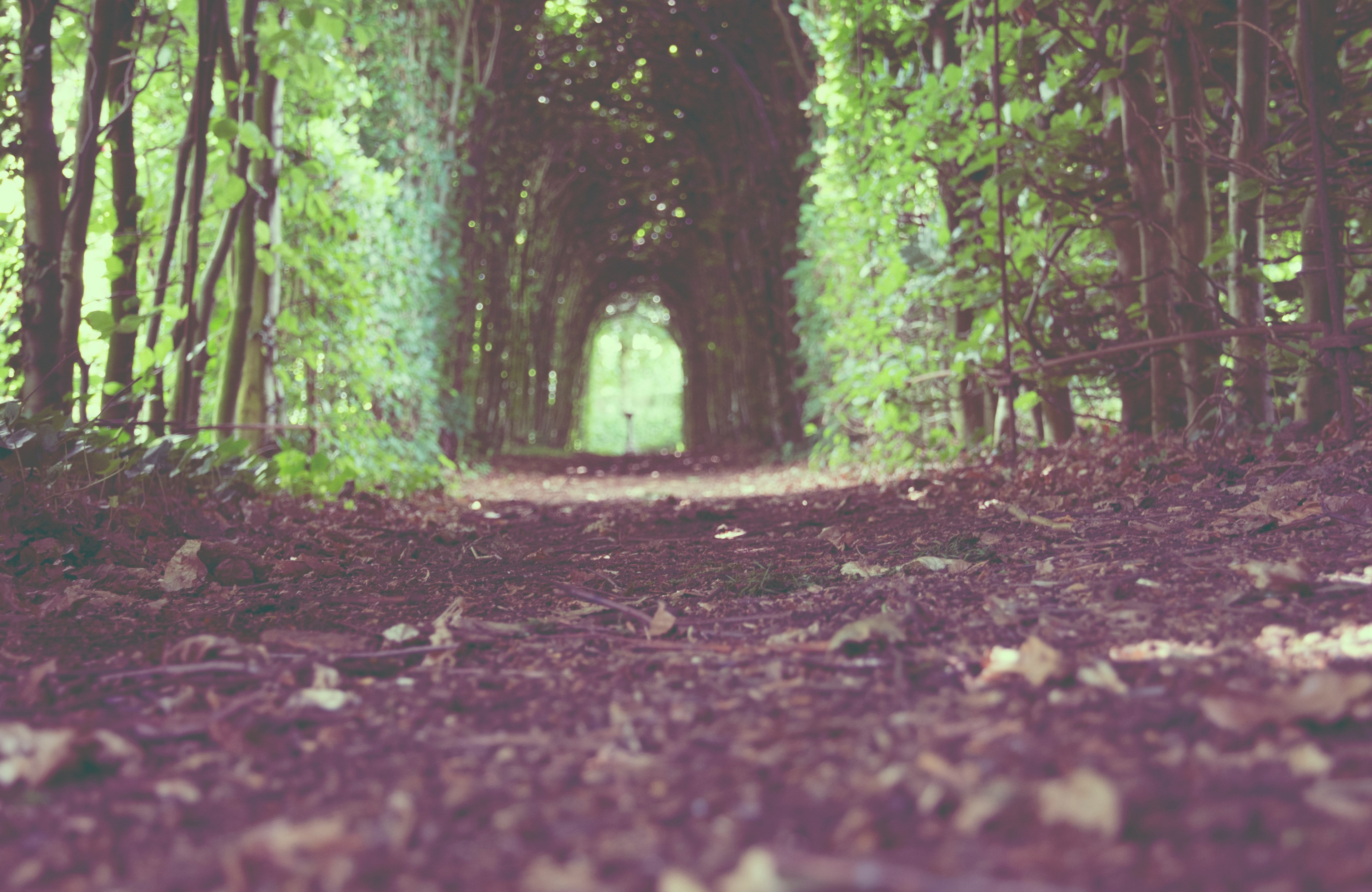 a low shot of a trail leading through a green tree arch, trail under a tree arch 4k, HD Wallpaper