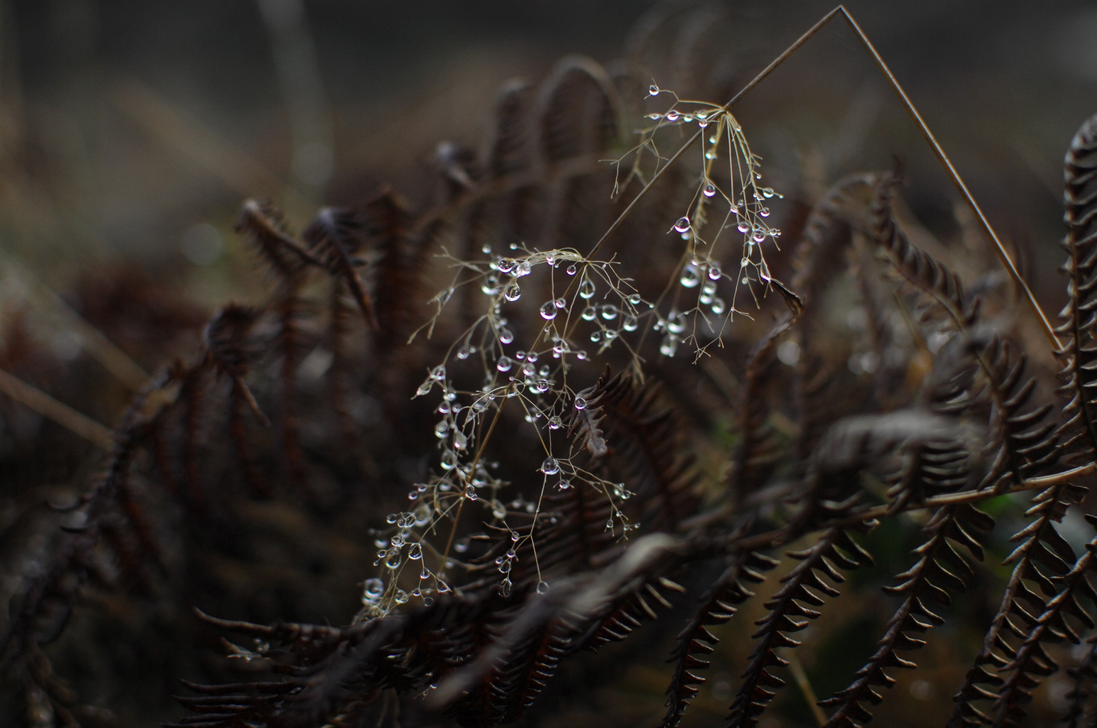 bracken fern raindrop and winter 4k, HD Wallpaper
