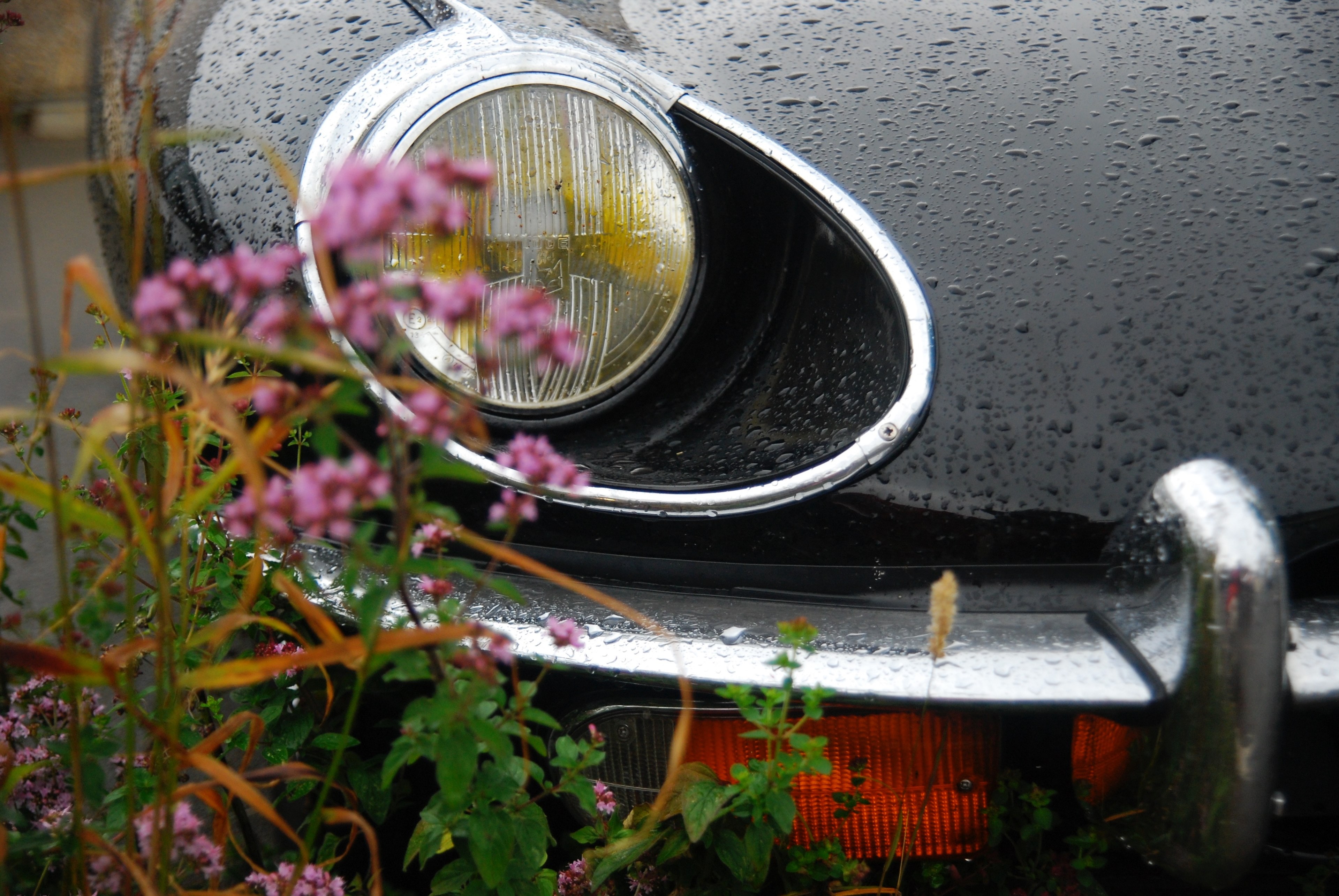 a bunch of small pink flowers next to a parked car covered with raindrops, flowers and car bumper after rain 4k, HD Wallpaper