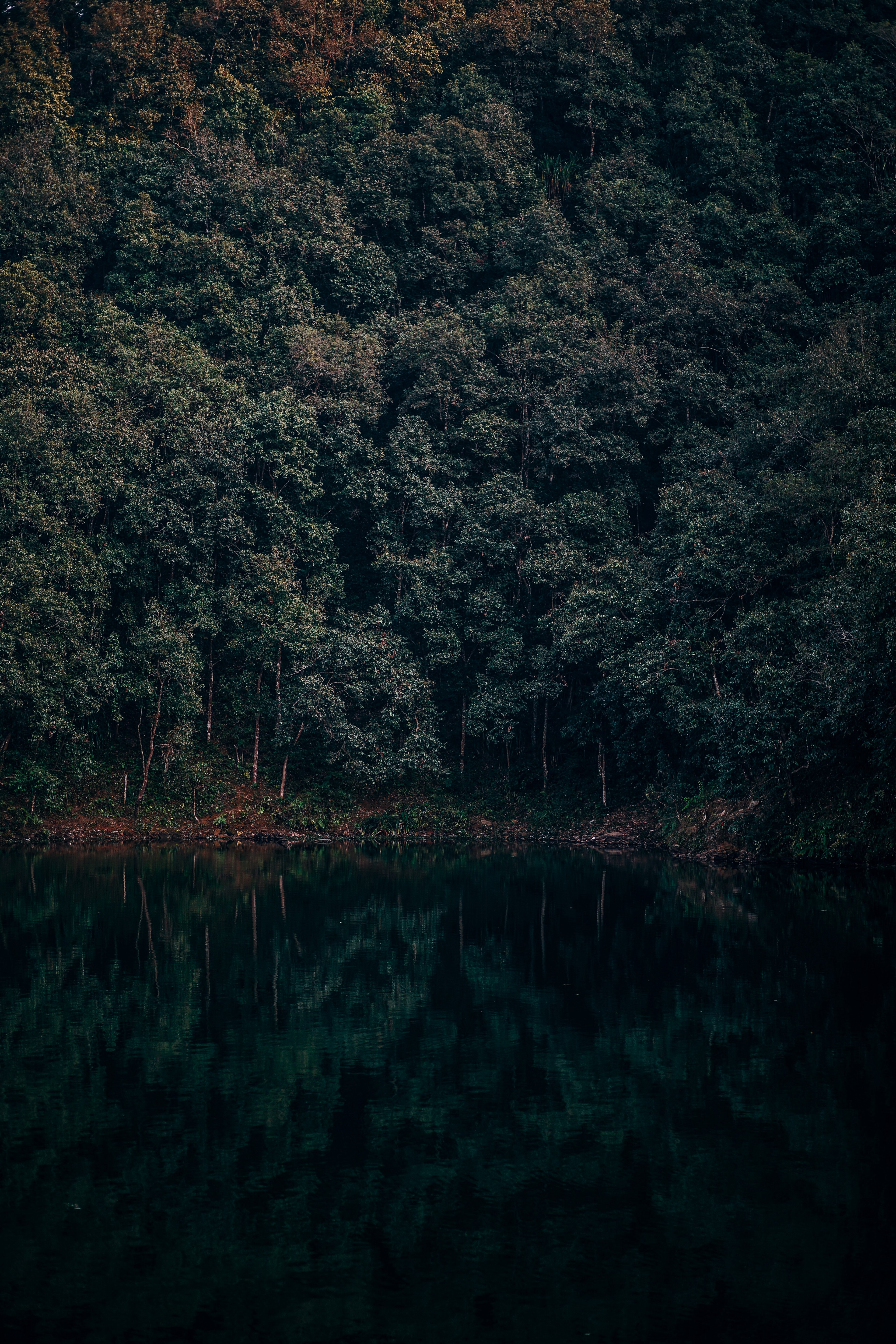 tall leafy trees on the shore of the quiet begnas lake, lake reflections 4k, Phone HD Wallpaper