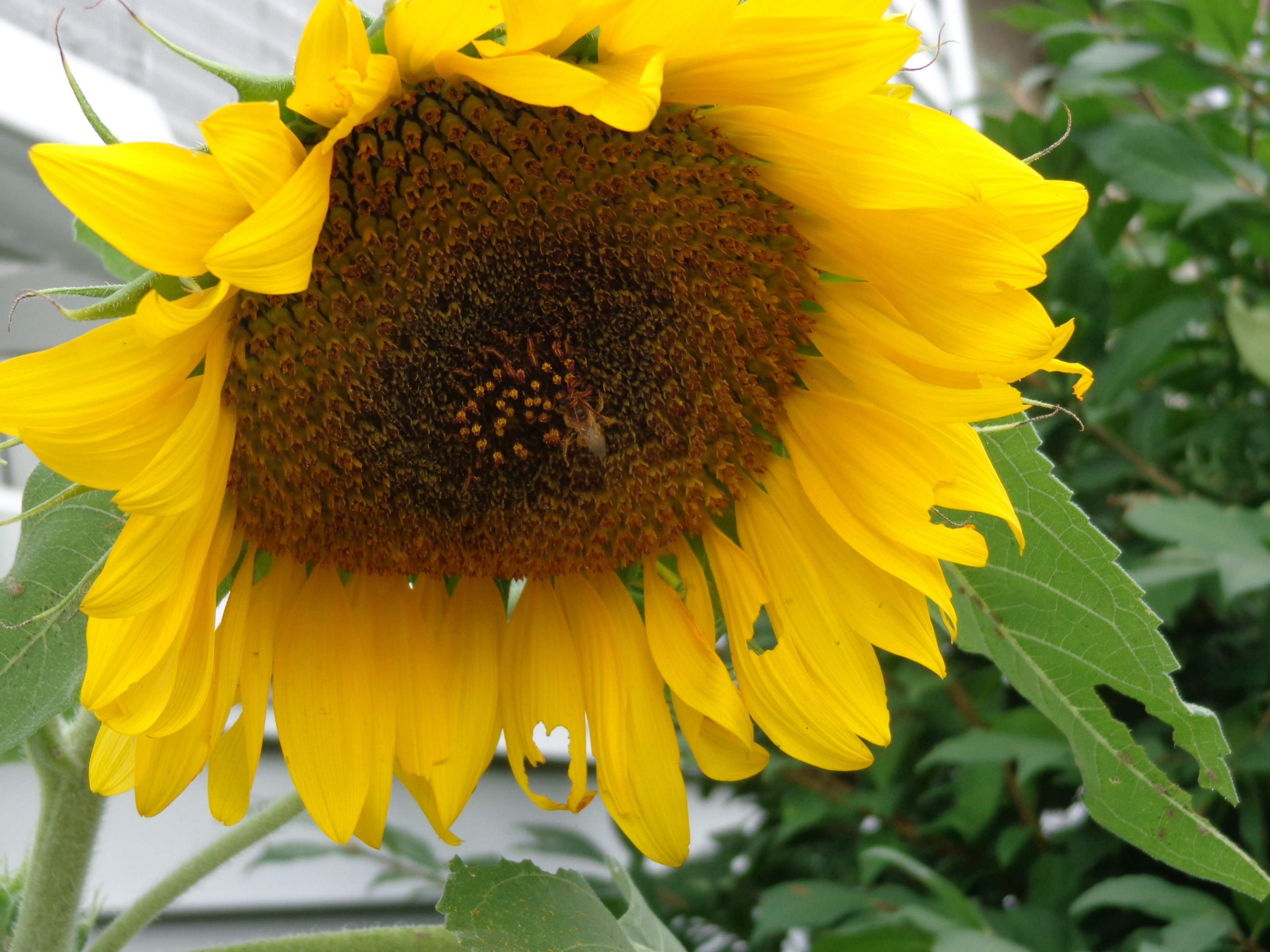 natura jardn hoja and abeja 4k, HD Wallpaper