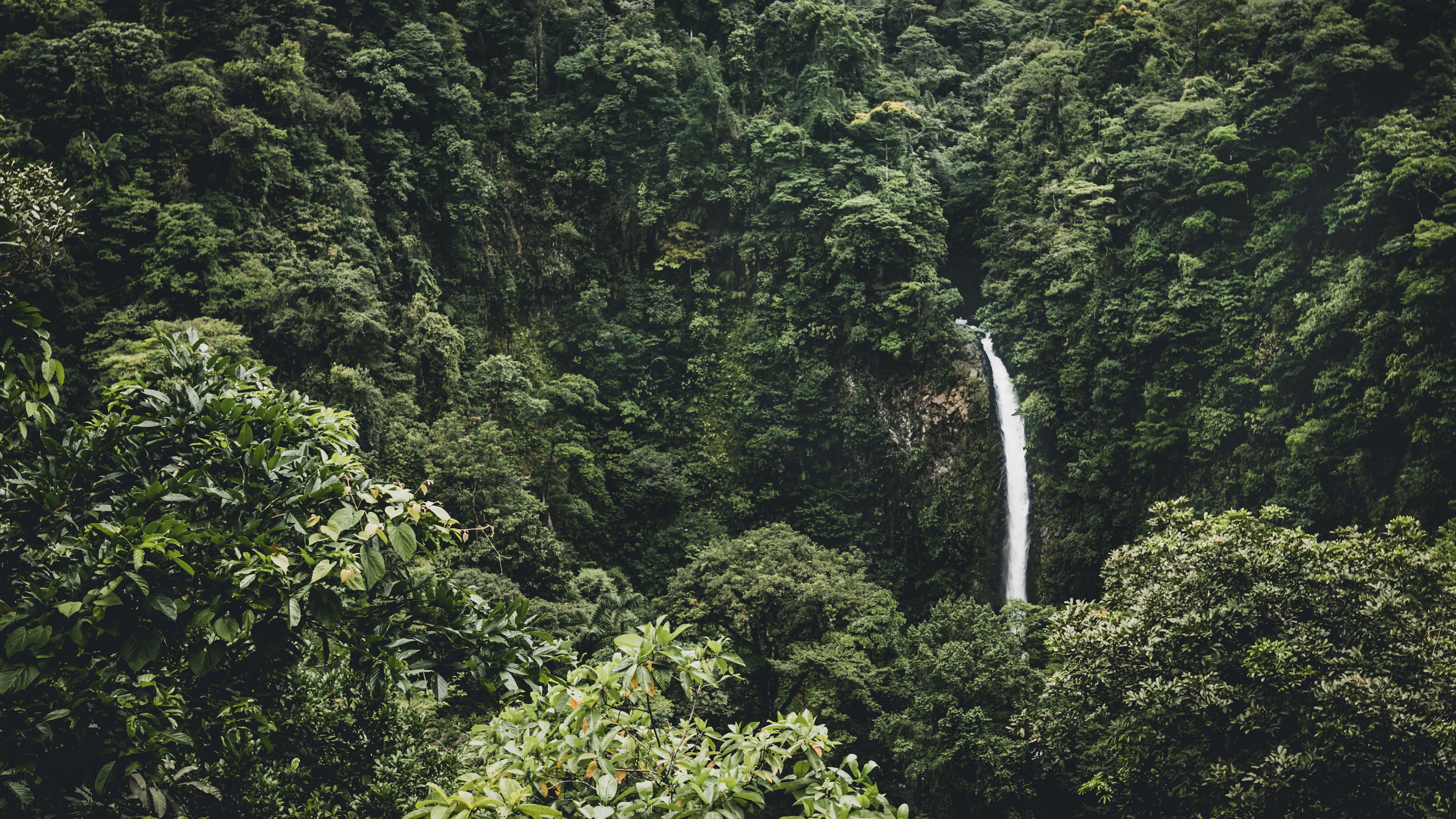 waterfall, trees, top view, 4k, HD Wallpaper
