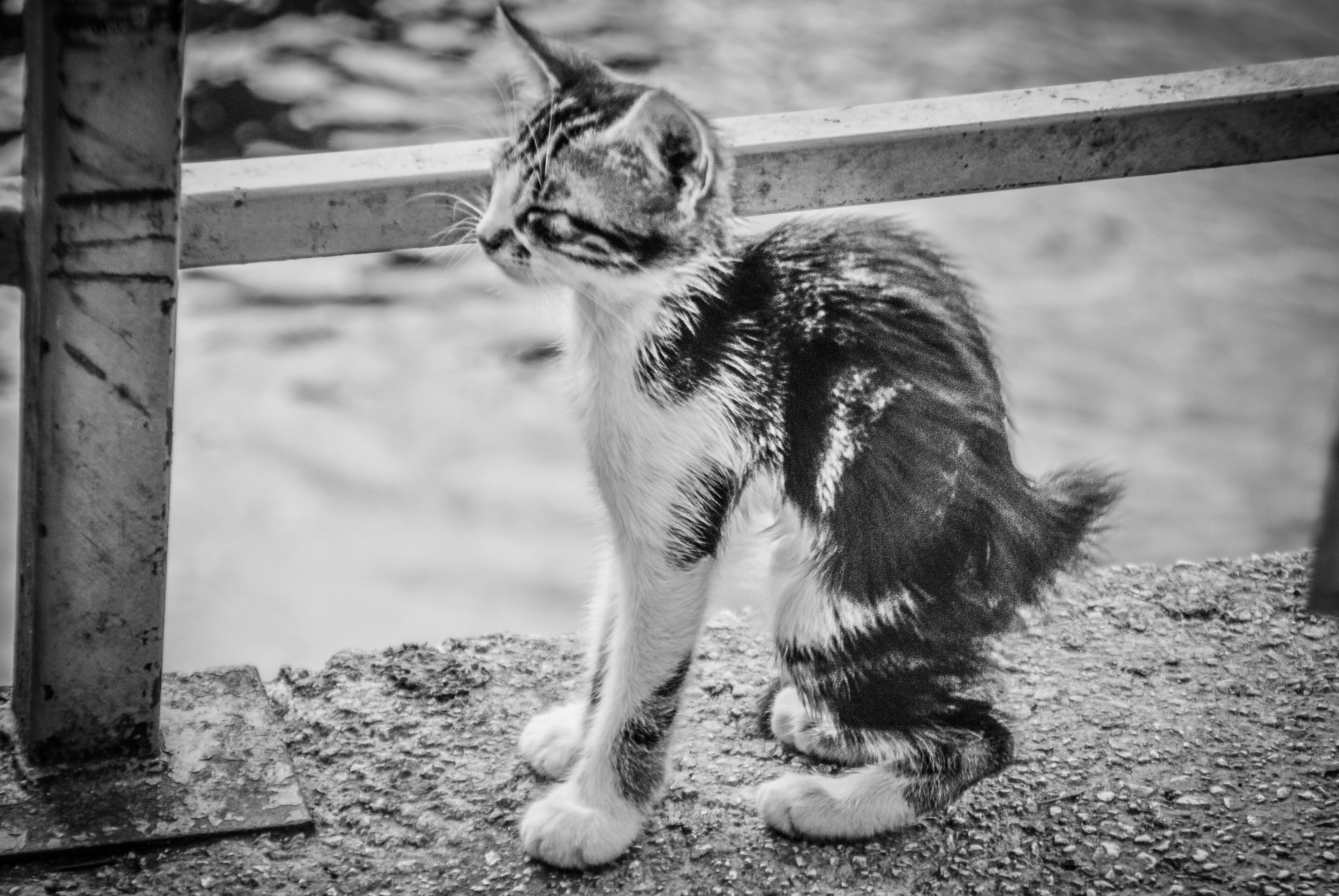 animal black and white little and puppy 4k, HD Wallpaper
