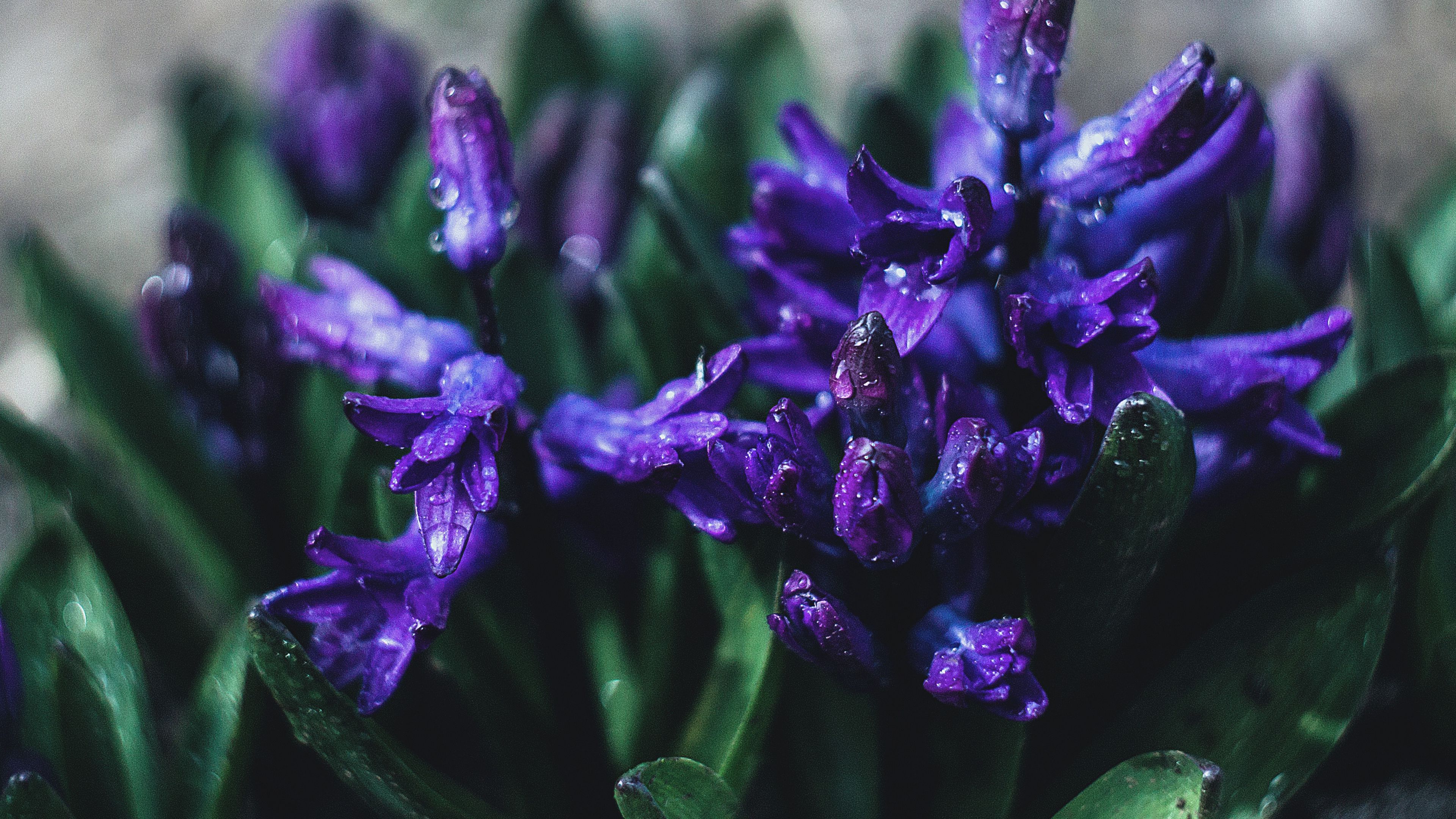 flower, violet, drops, plant, close-up, 4k, HD Wallpaper