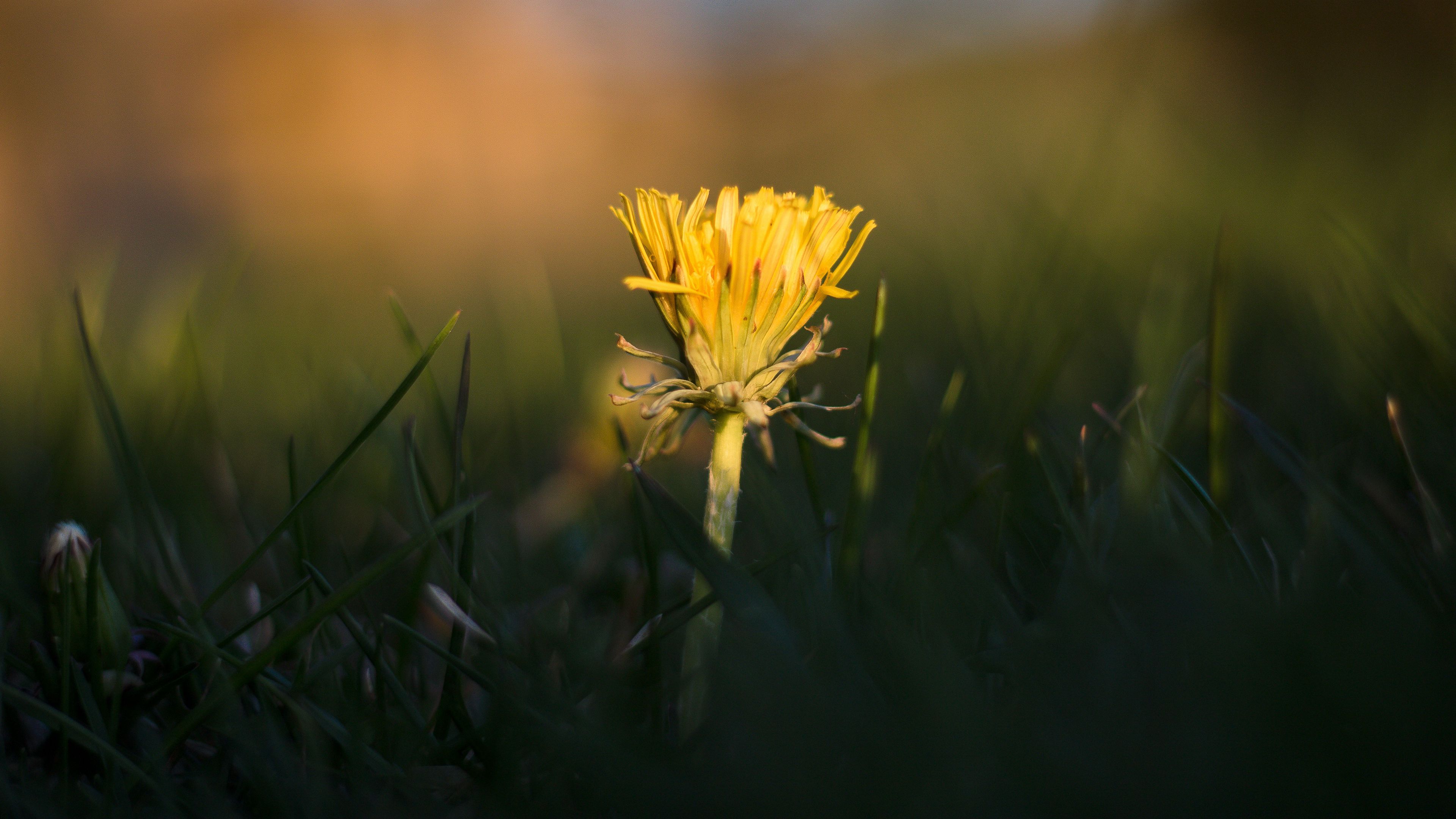 dandelion, yellow, grass, 4k, HD Wallpaper