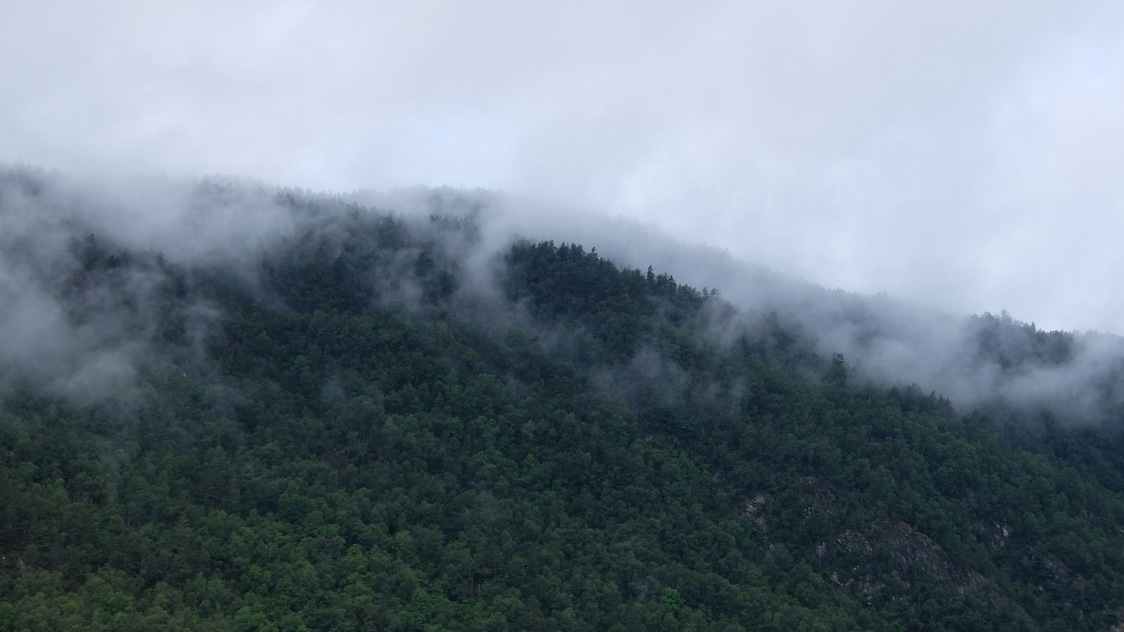 trees, fog, mountains, 4k, HD Wallpaper