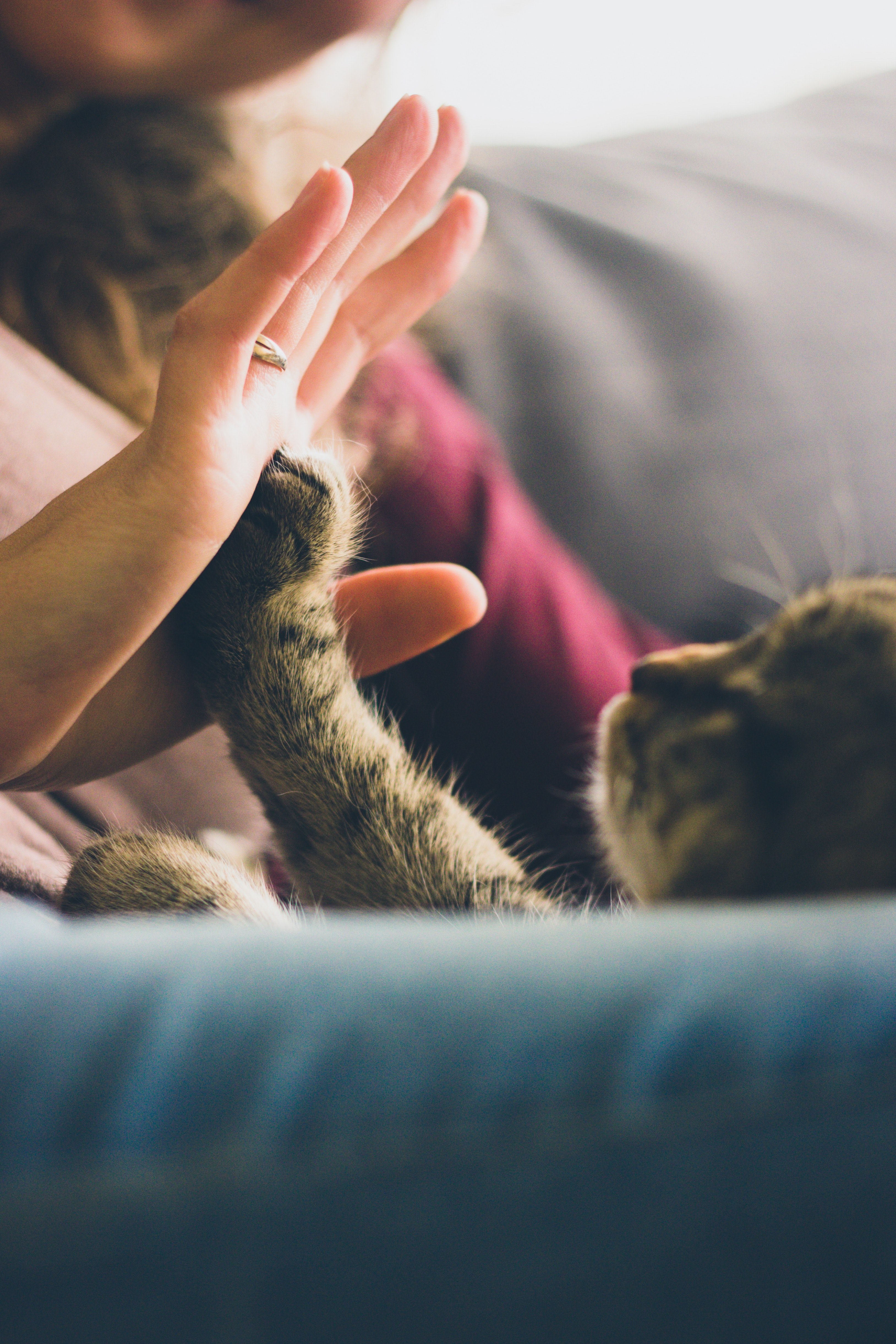cat reaches up its paw to high five a woman, sally high five 4k, Phone HD Wallpaper