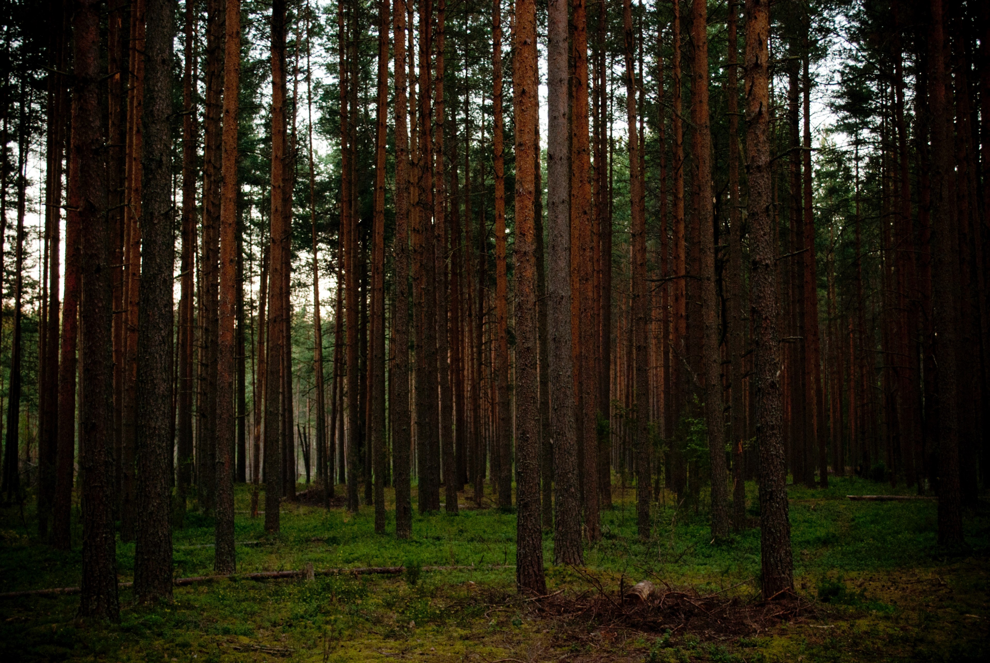 tall trunks of coniferous trees in a forest, conifer tree trunks 4k, HD Wallpaper