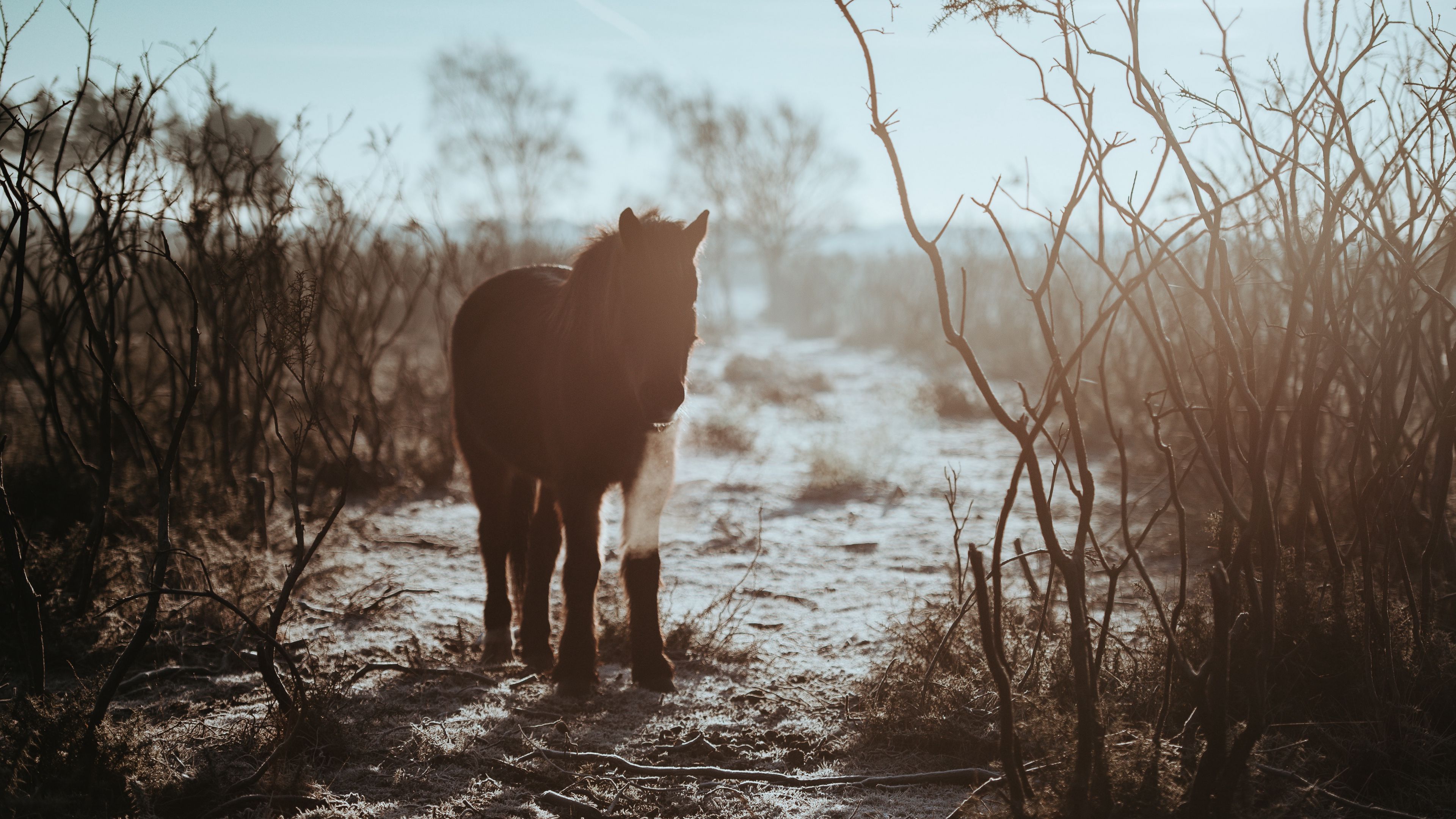 pony, horse, shadow, bushes, 4k, HD Wallpaper
