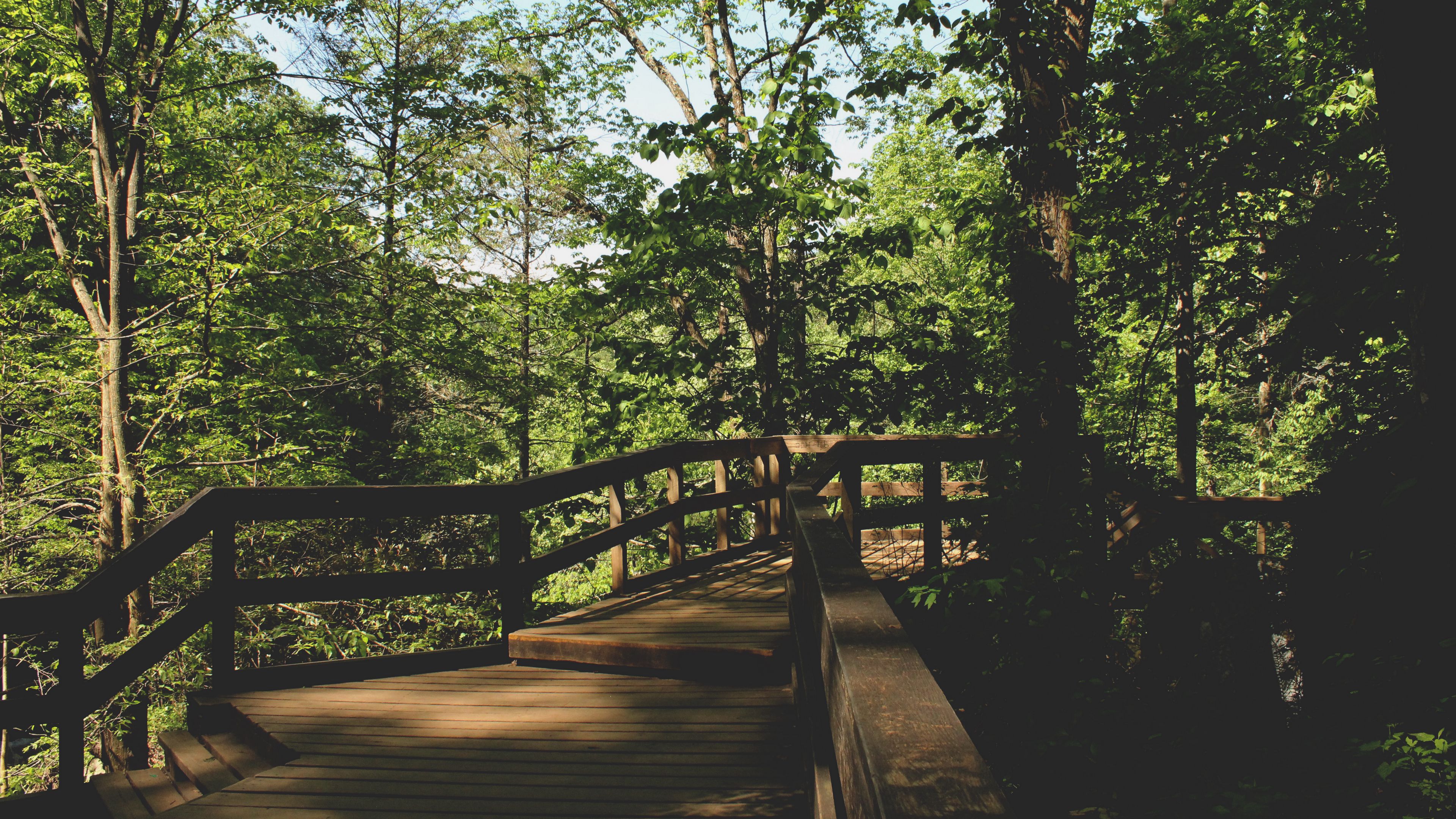 bridge, trees, foliage, 4k, HD Wallpaper