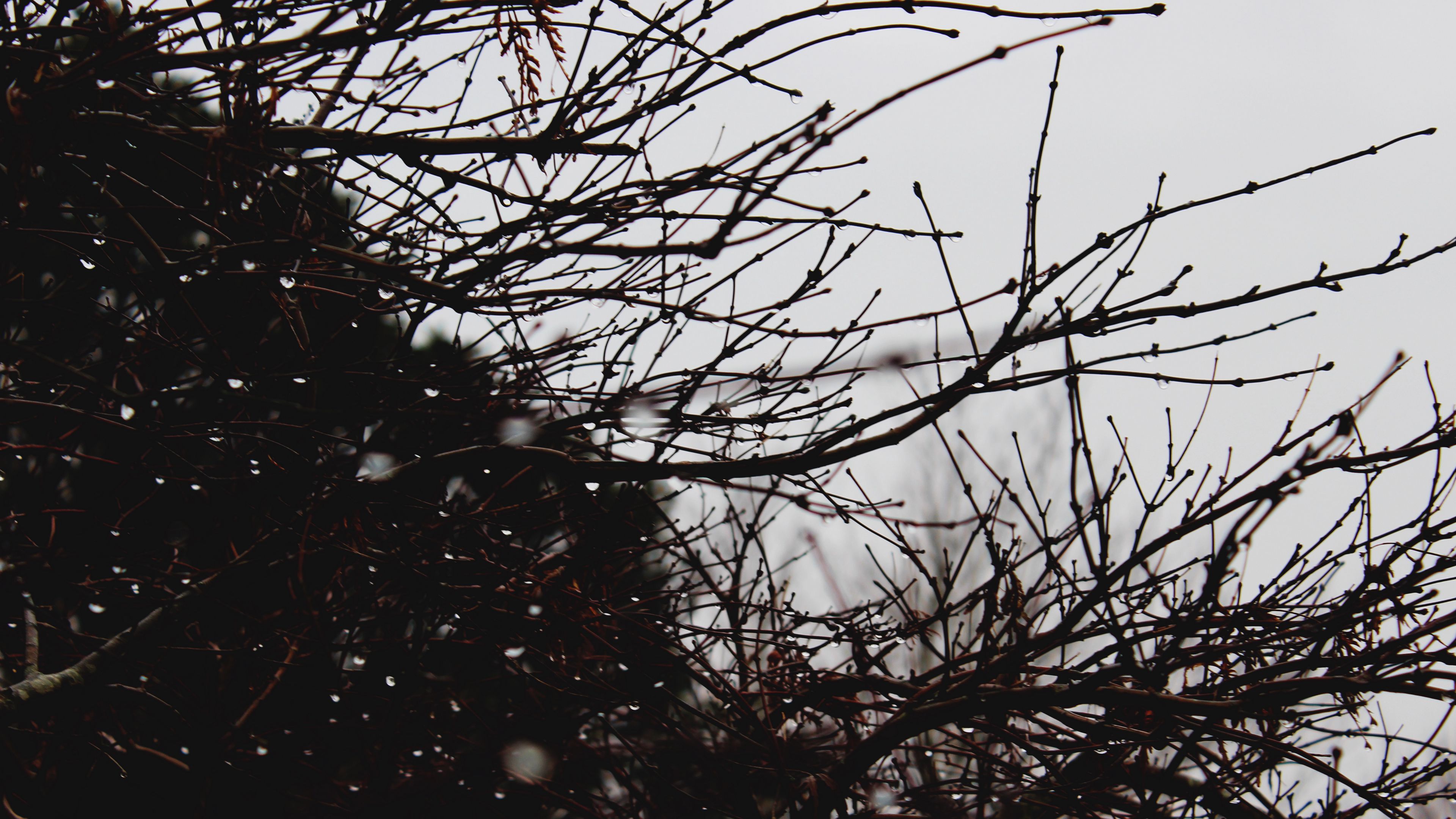 branches, drops, bush, 4k, HD Wallpaper