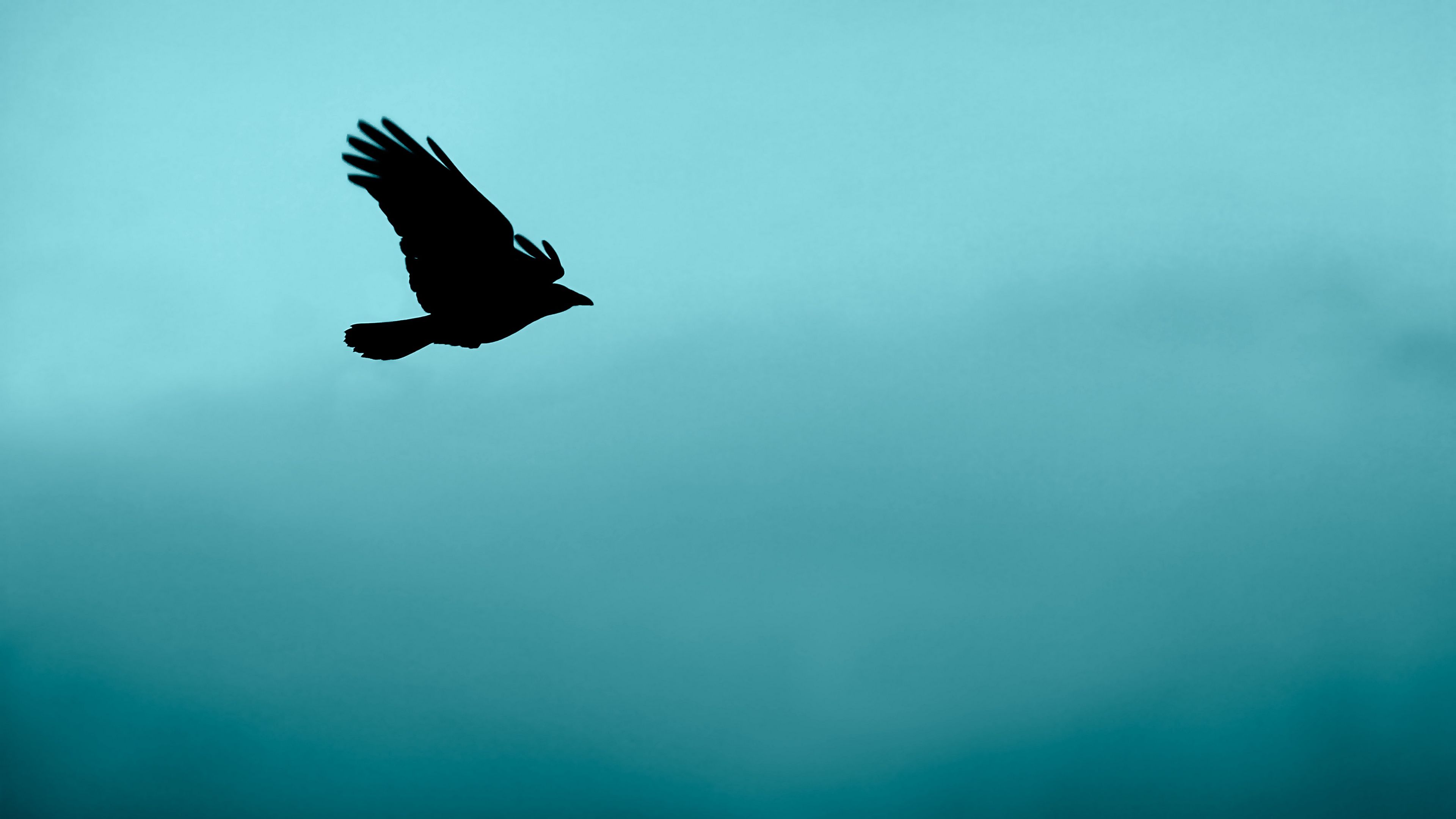 bird, flight, silhouette, 4k, HD Wallpaper