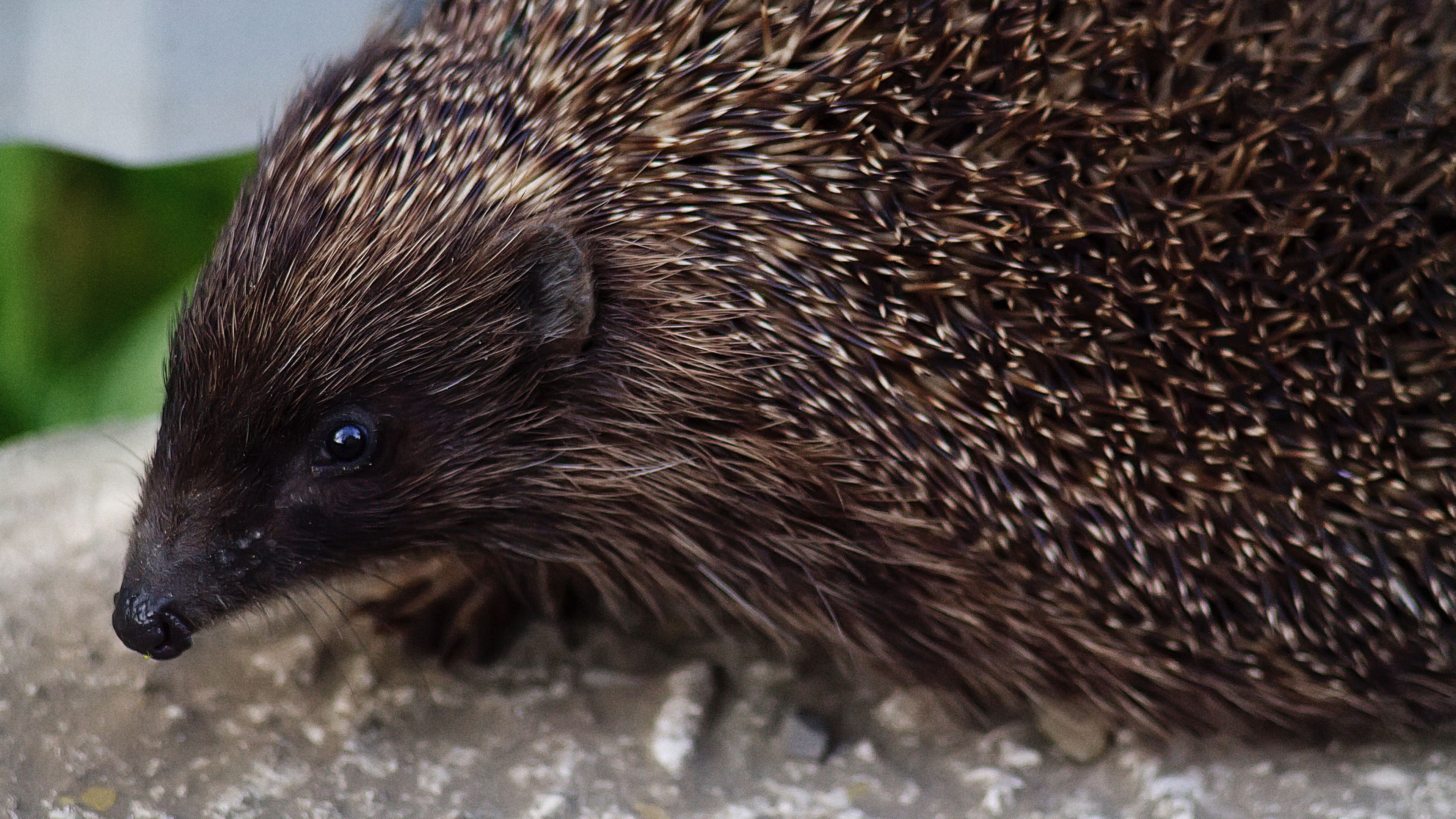hedgehog, thorns, muzzle, 4k, HD Wallpaper
