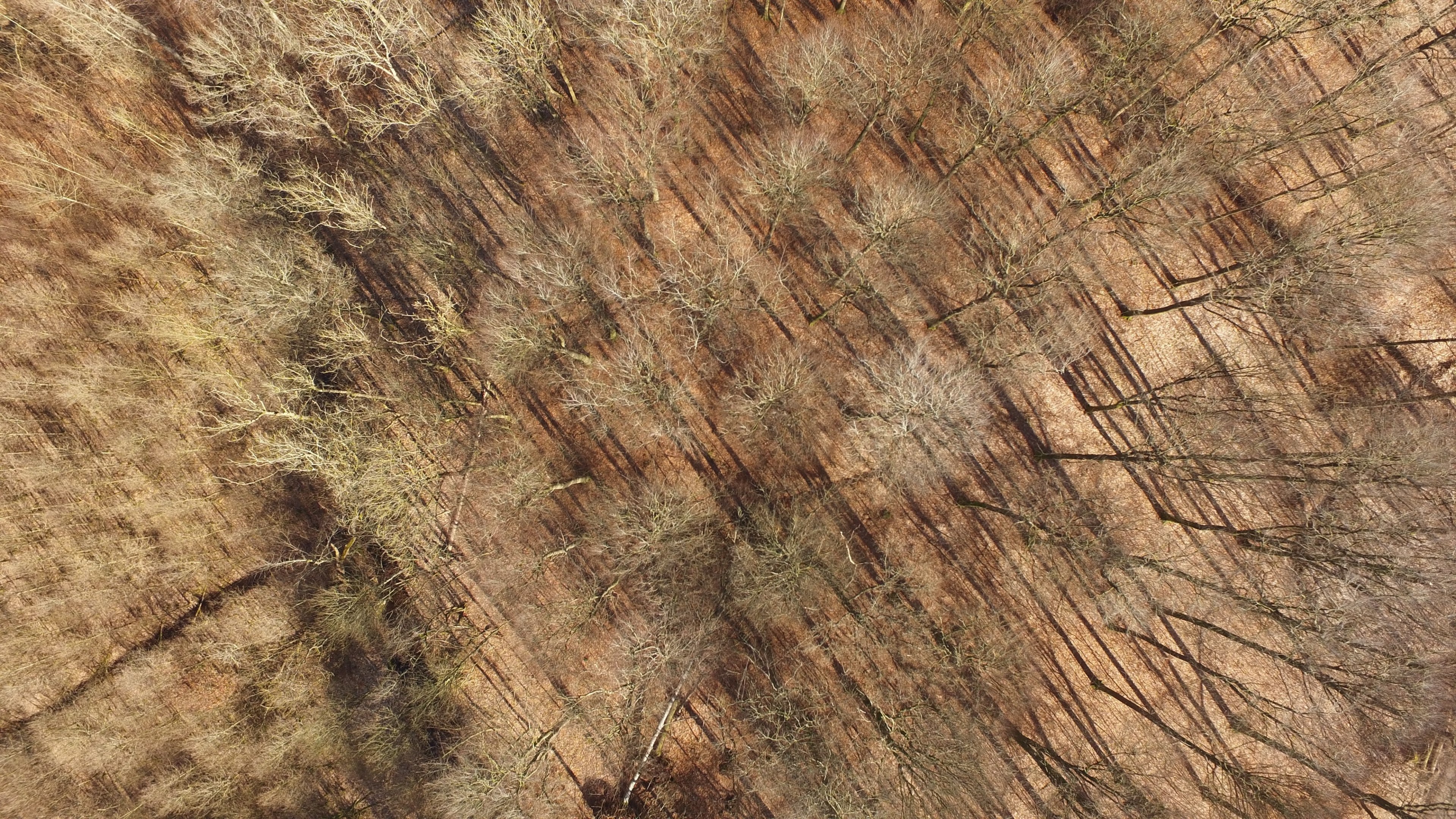 a drone shot of bare trees on dry ground in torrild, aerial view of dry trees 4k, HD Wallpaper