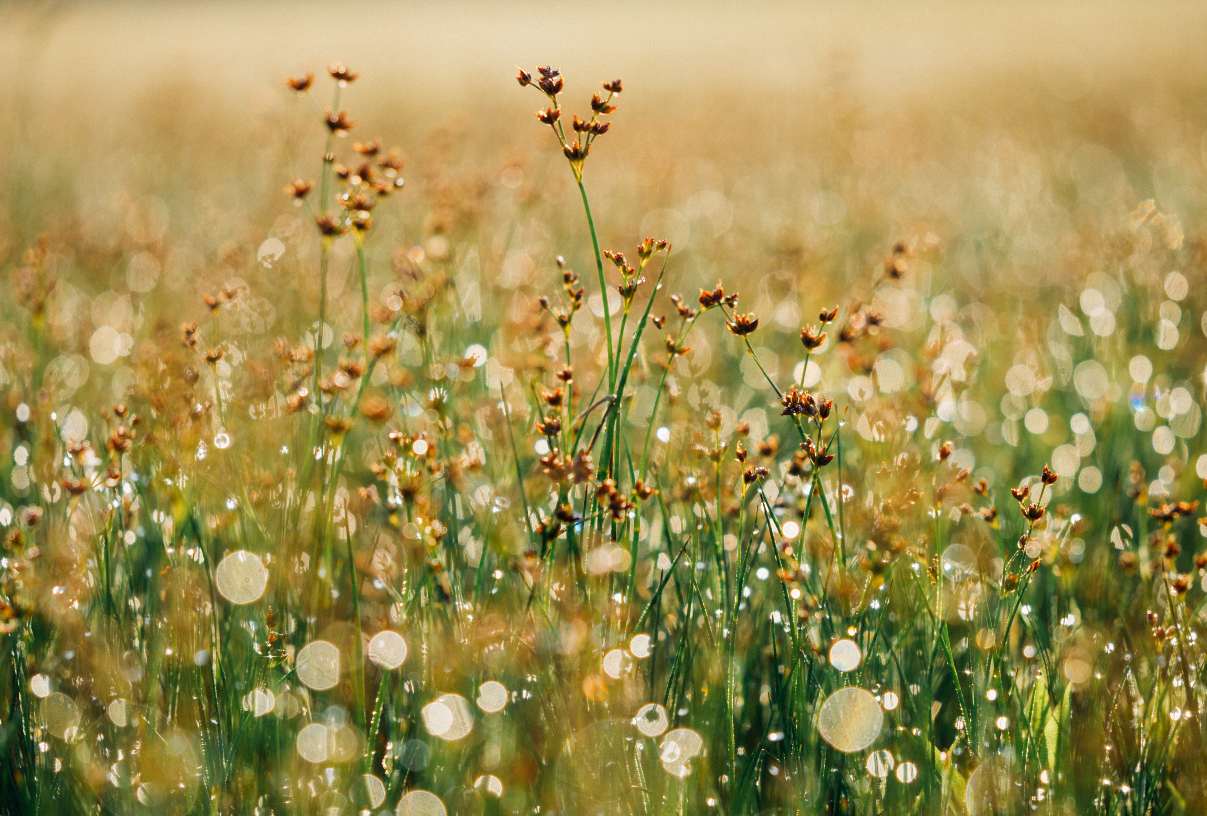nature bokeh morning and morning dew 4k, HD Wallpaper