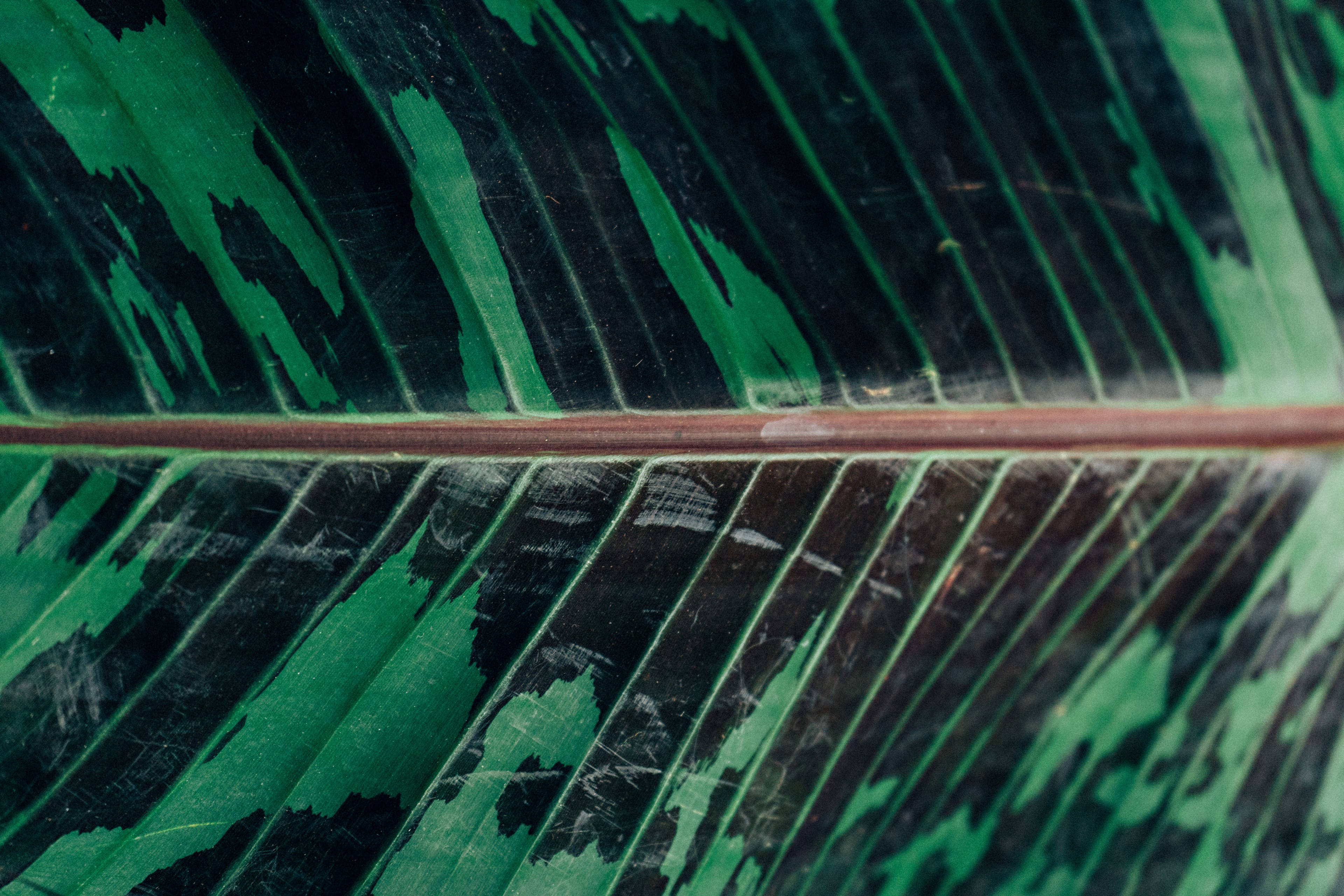 camo leaf 4k, HD Wallpaper