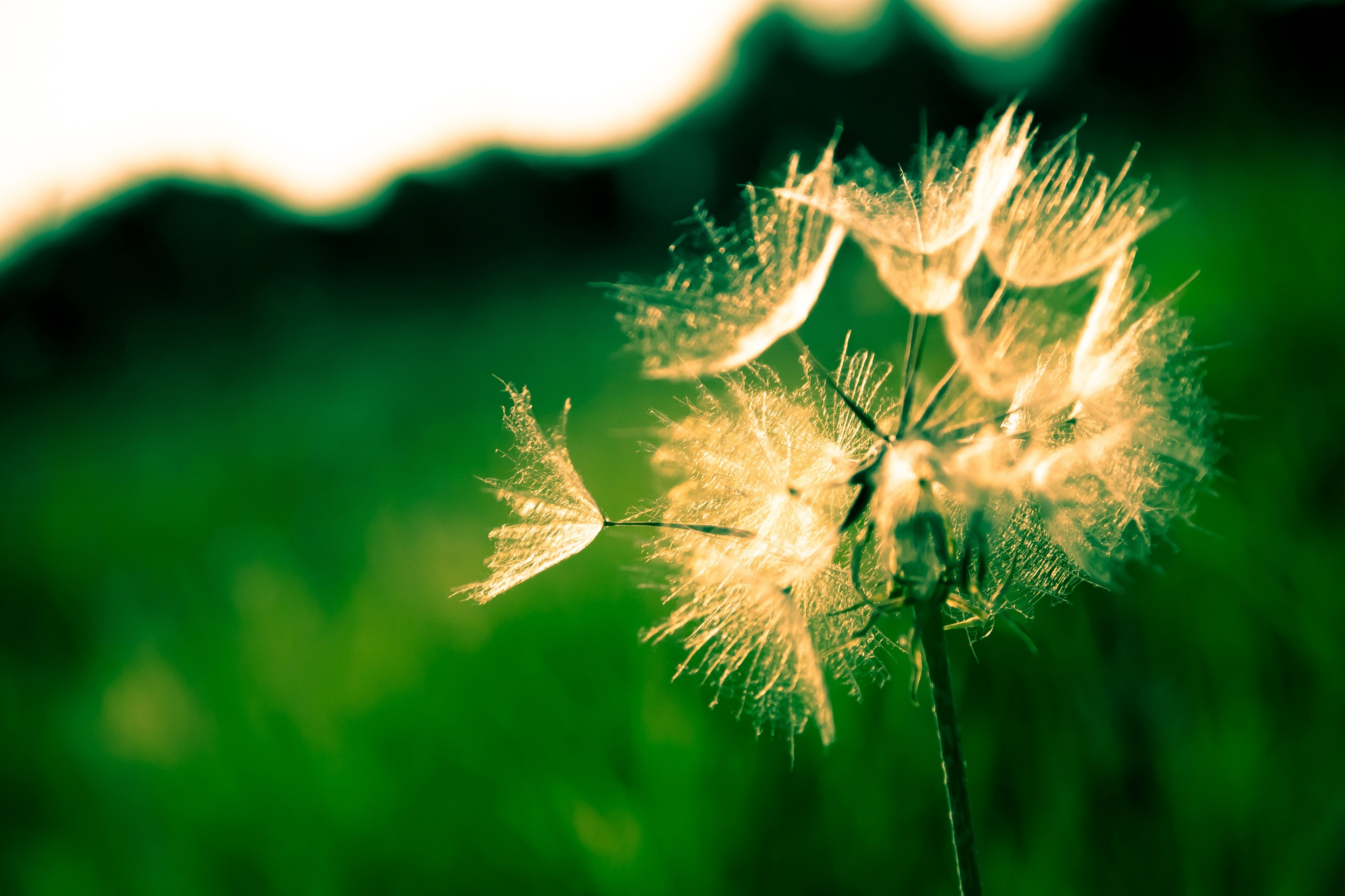 texture shape branch and botany 4k, HD Wallpaper