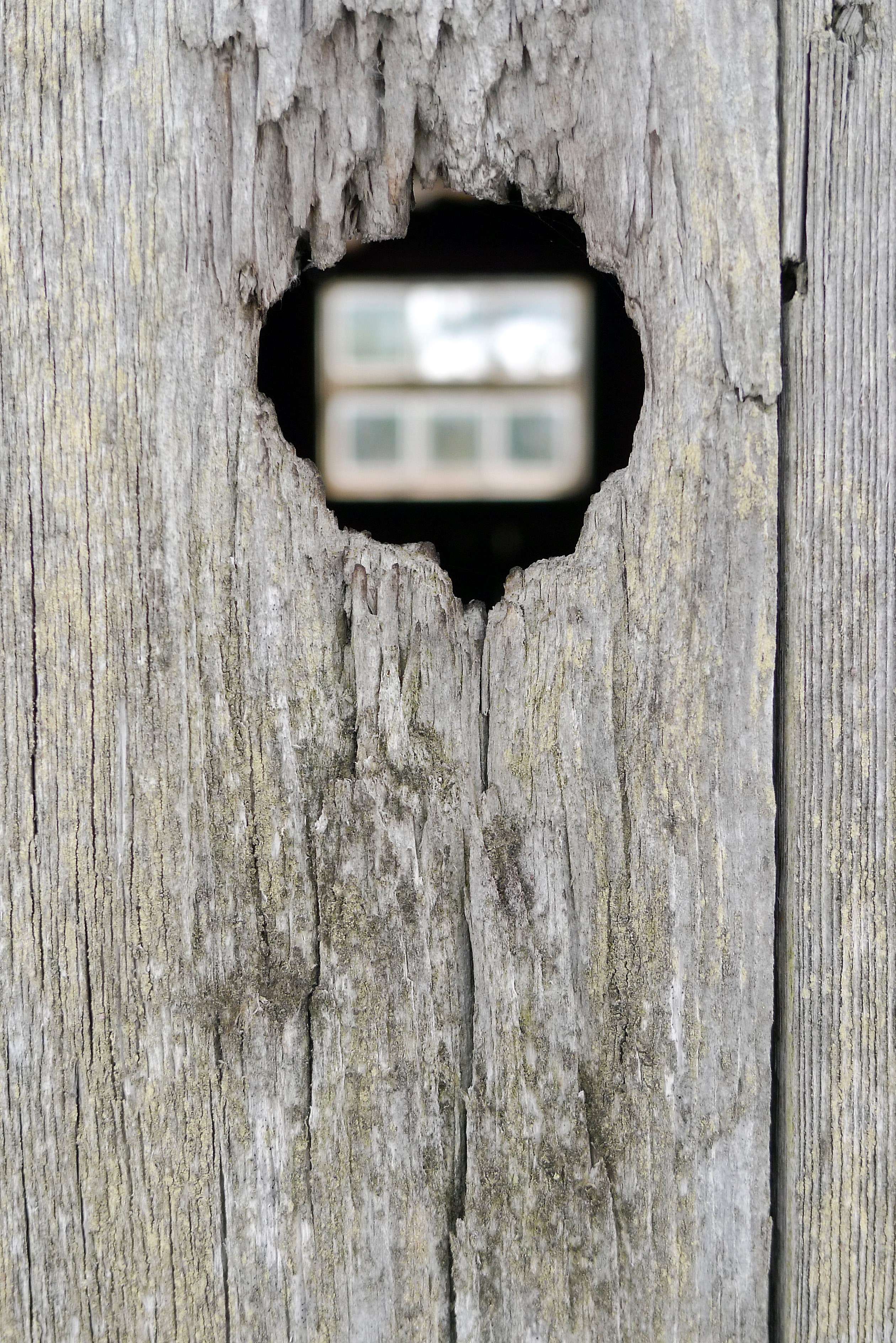 weathered old grey and tree hd, 4k, Phone HD Wallpaper