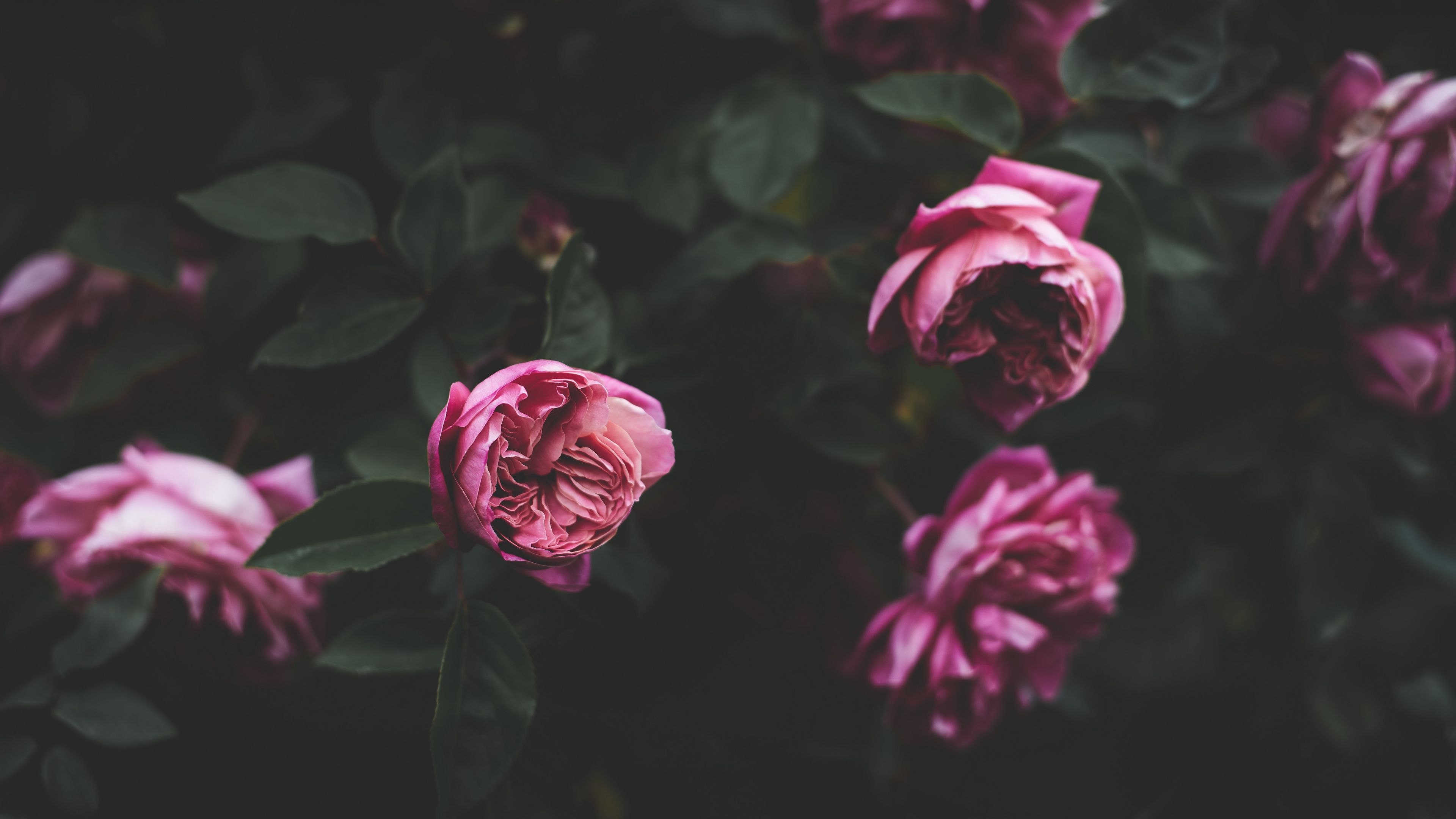 peonies, buds, bush, flowers, 4k, HD Wallpaper