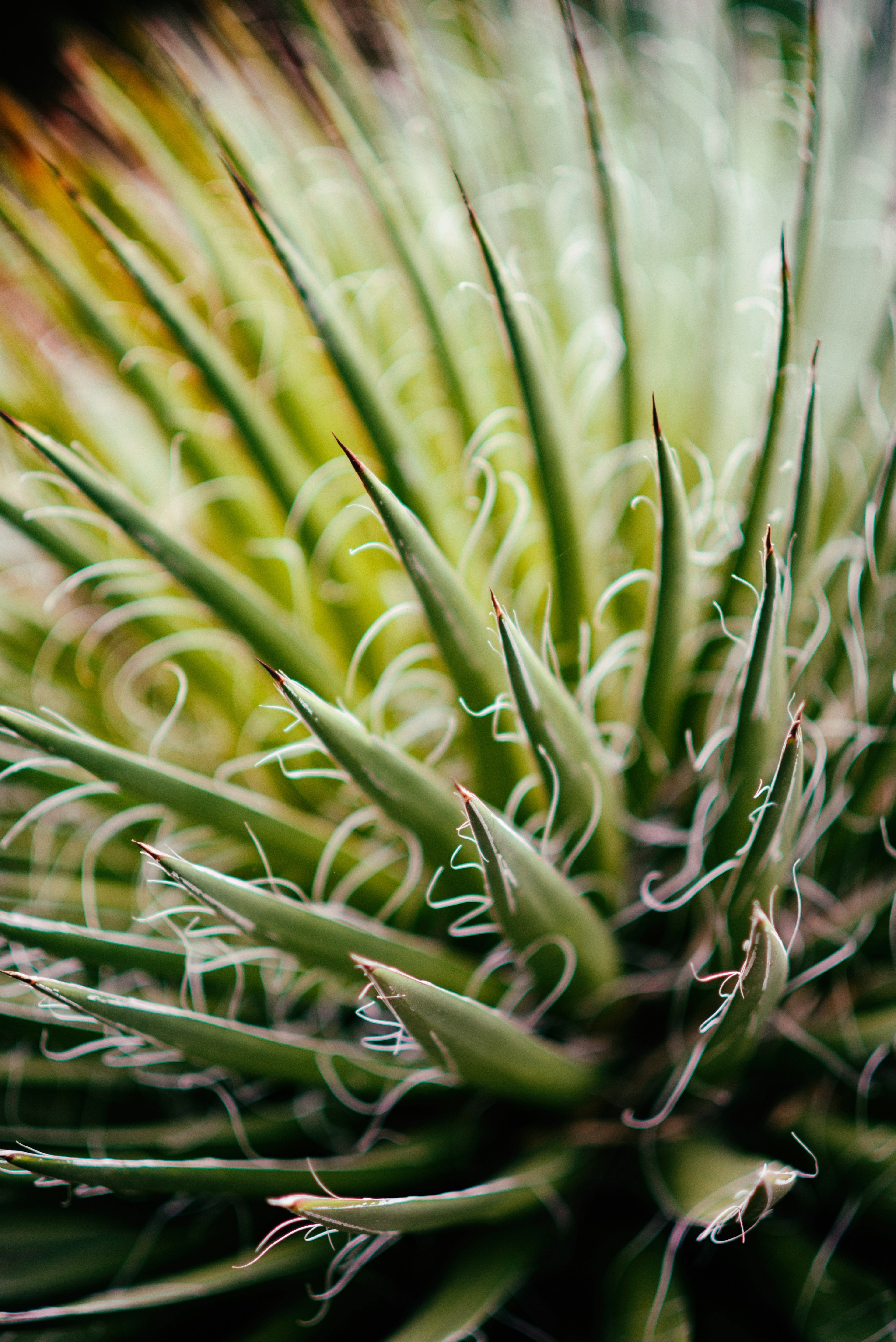 plant succulent spike and nature hd, 4k, Phone HD Wallpaper