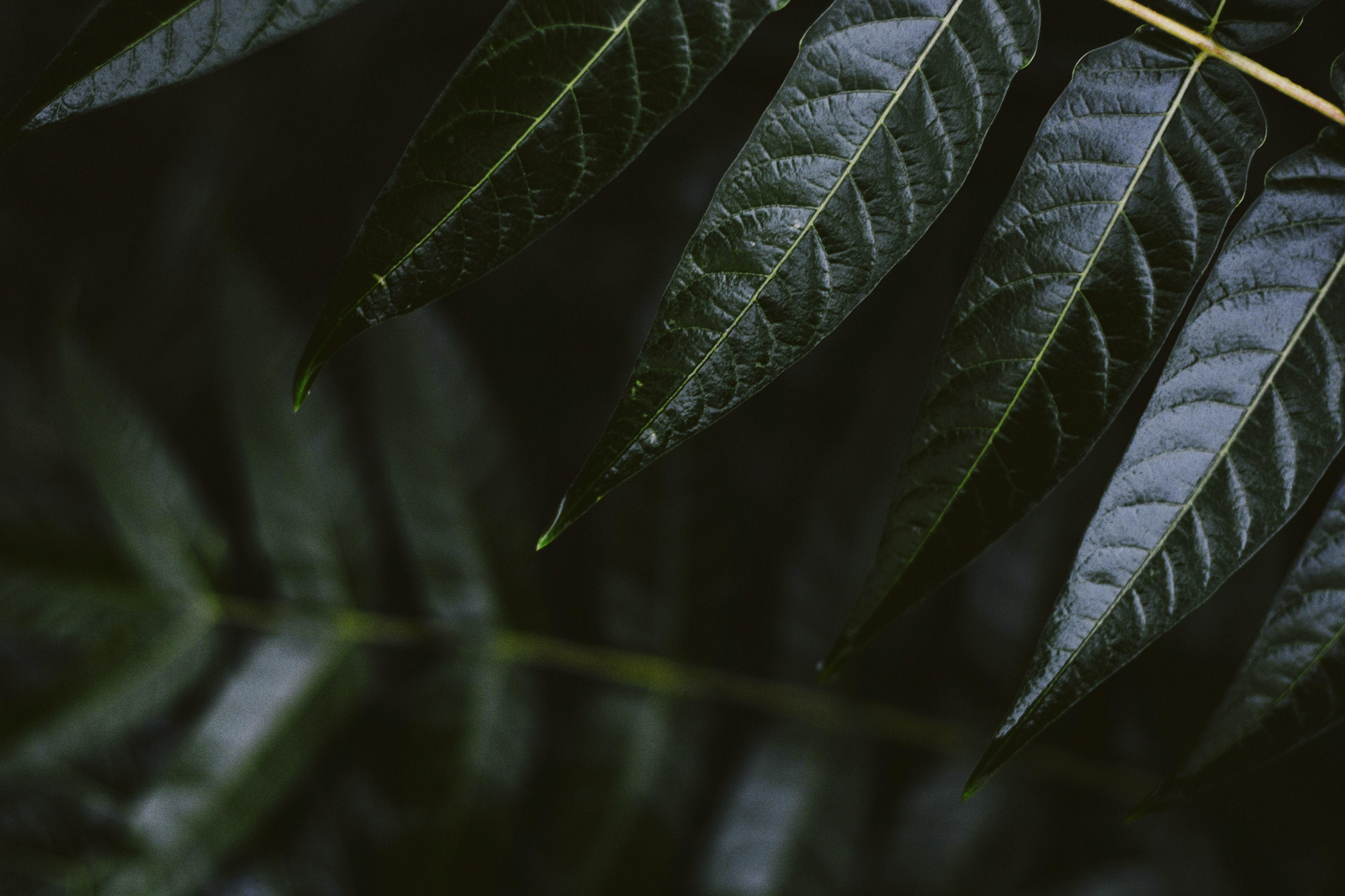 nature forest rain and waterdrop 4k, HD Wallpaper