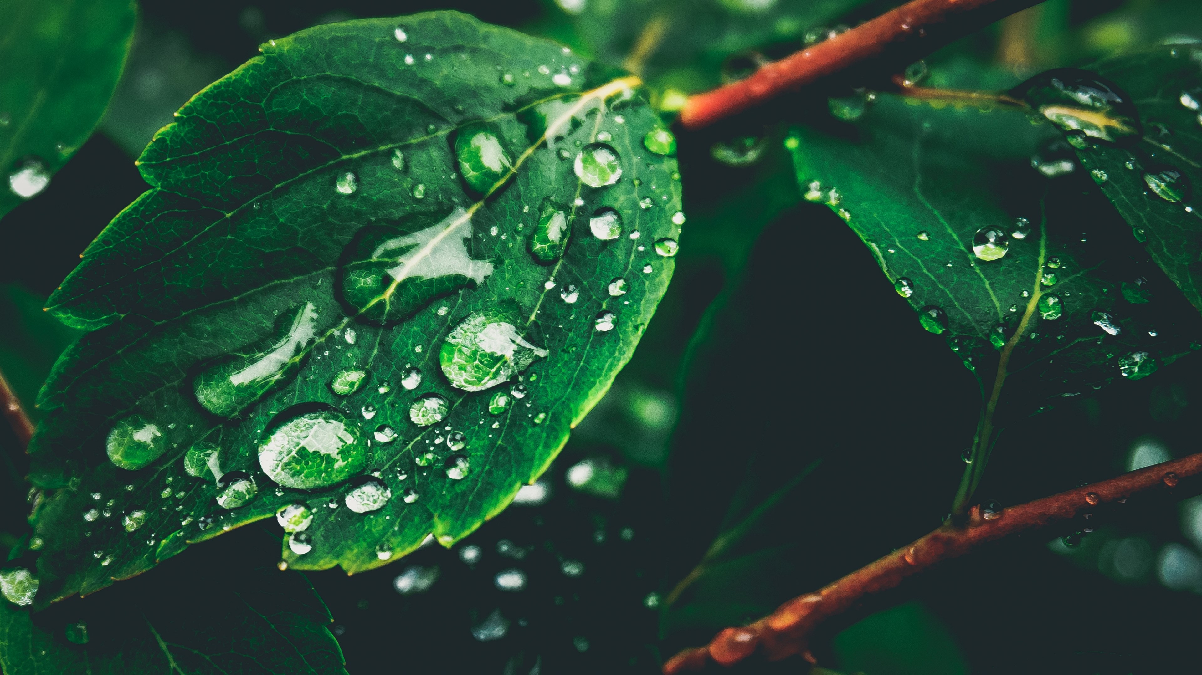 individual raindrops 4k, HD Wallpaper