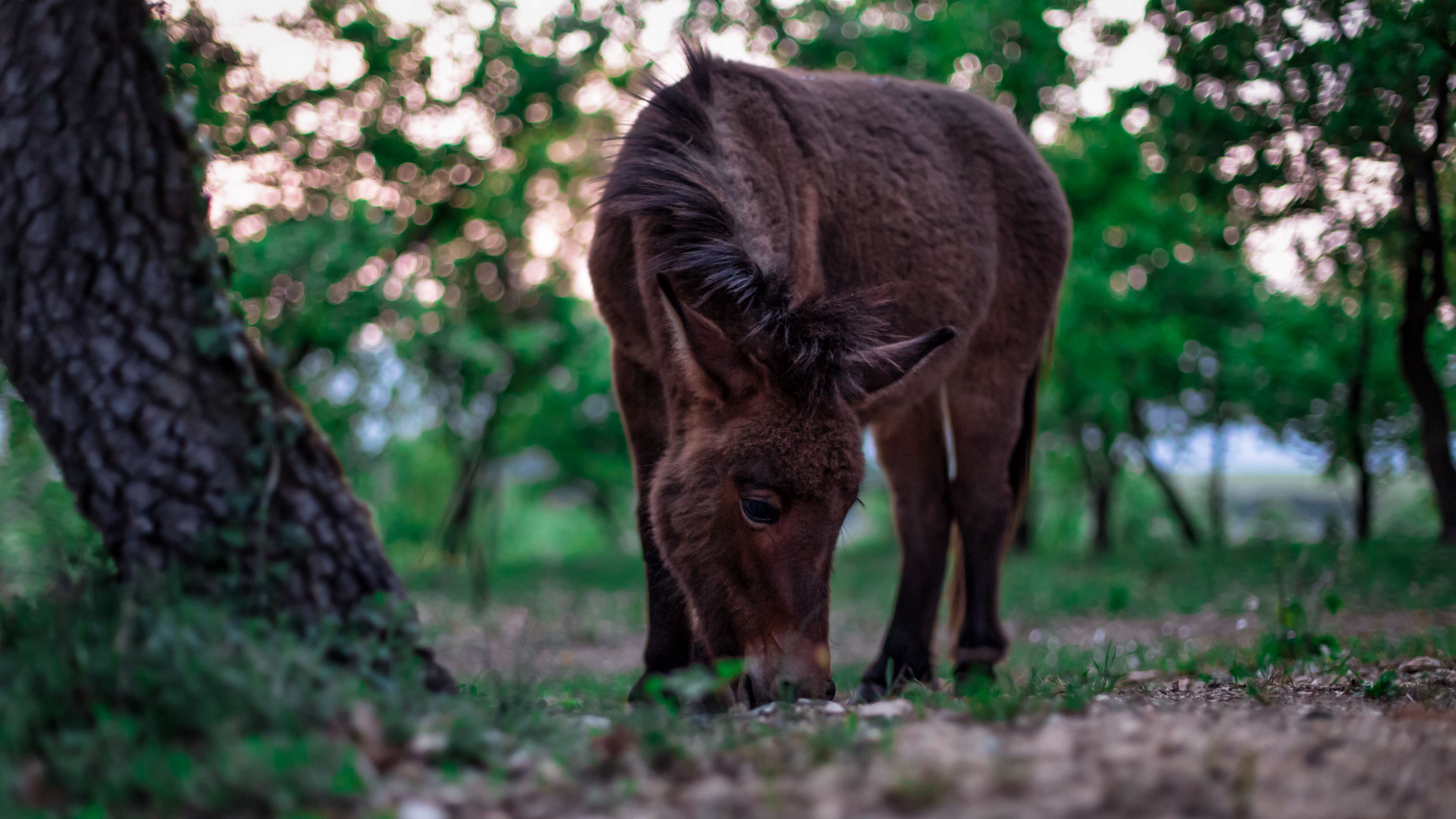 pony, horse, grass, food, 4k, HD Wallpaper