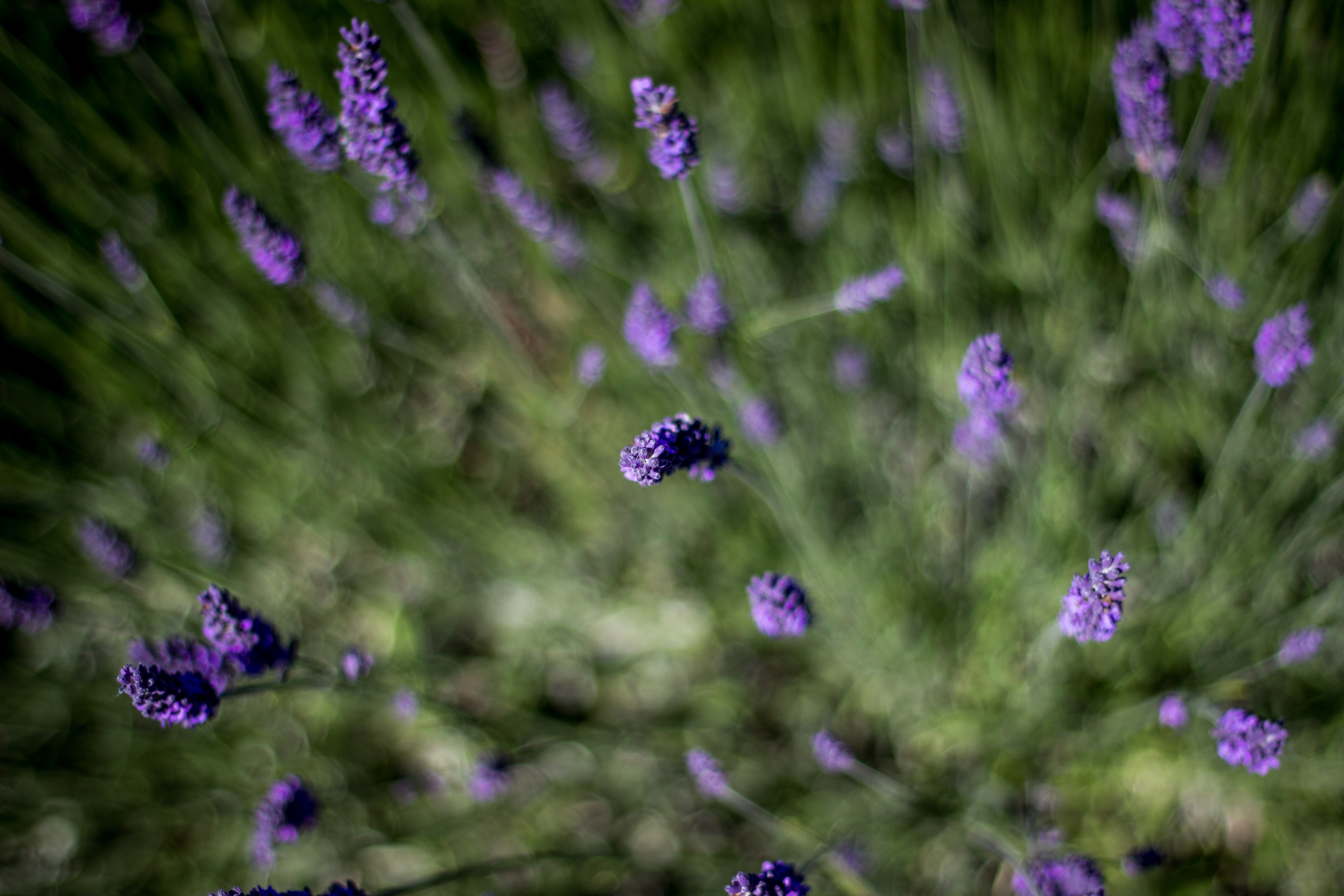 an overhead shot of a patch of lavender, top view of lavender flowers 4k, HD Wallpaper