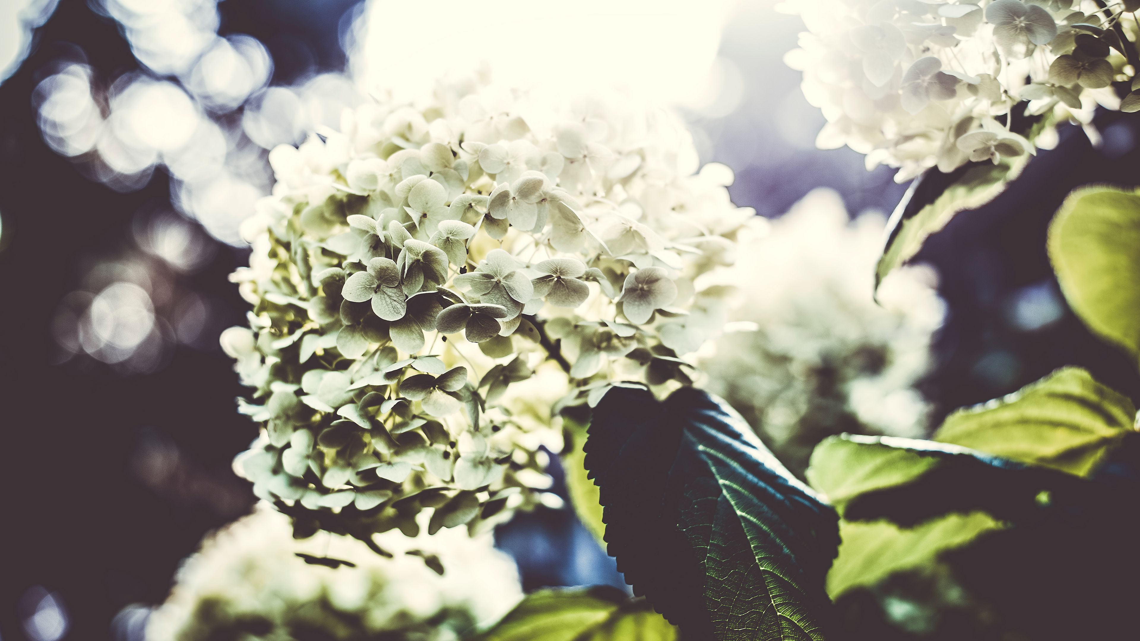 flowers, petals, light, bush, 4k, HD Wallpaper