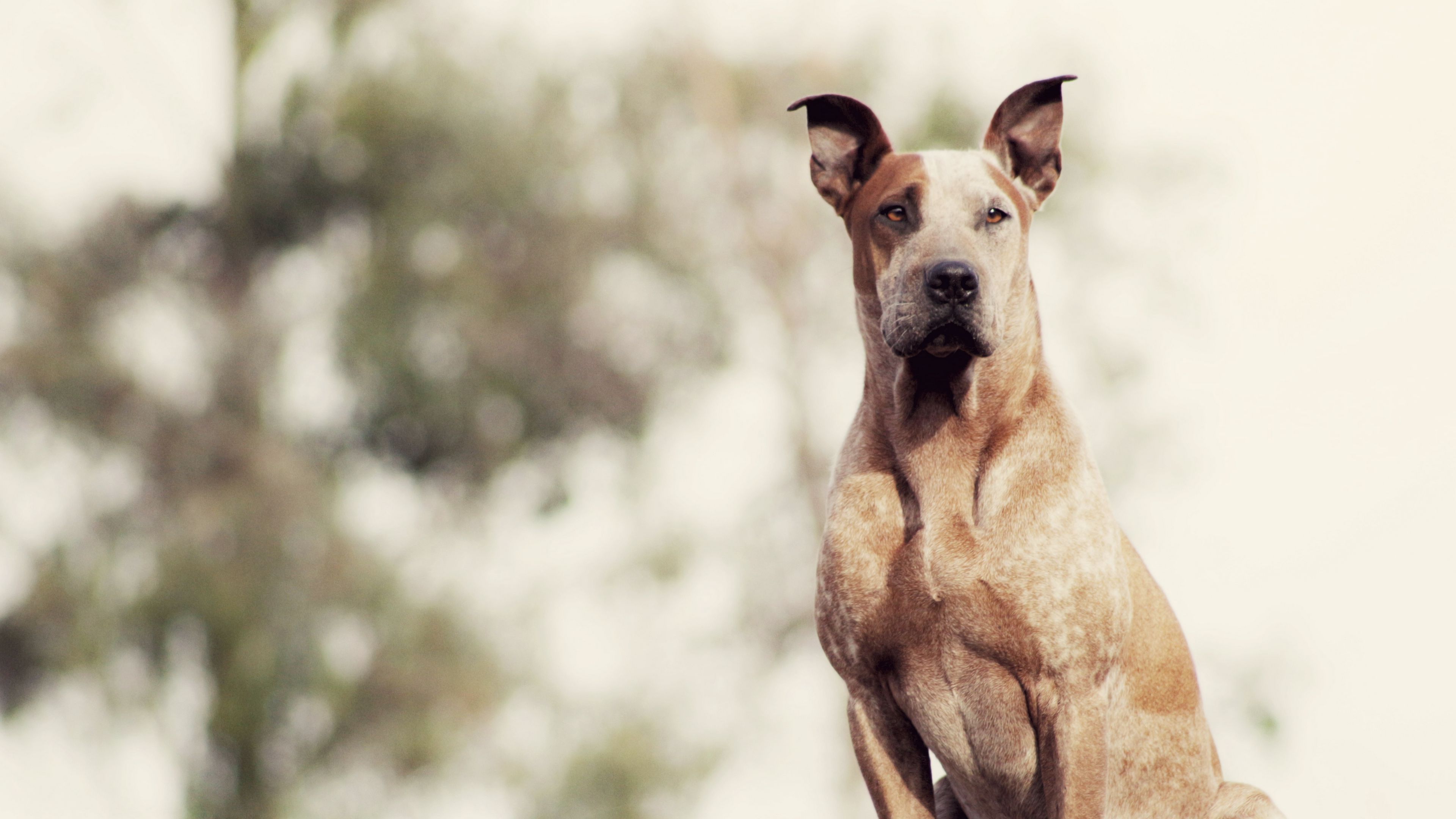dog, sitting, shepherd, 4k, HD Wallpaper