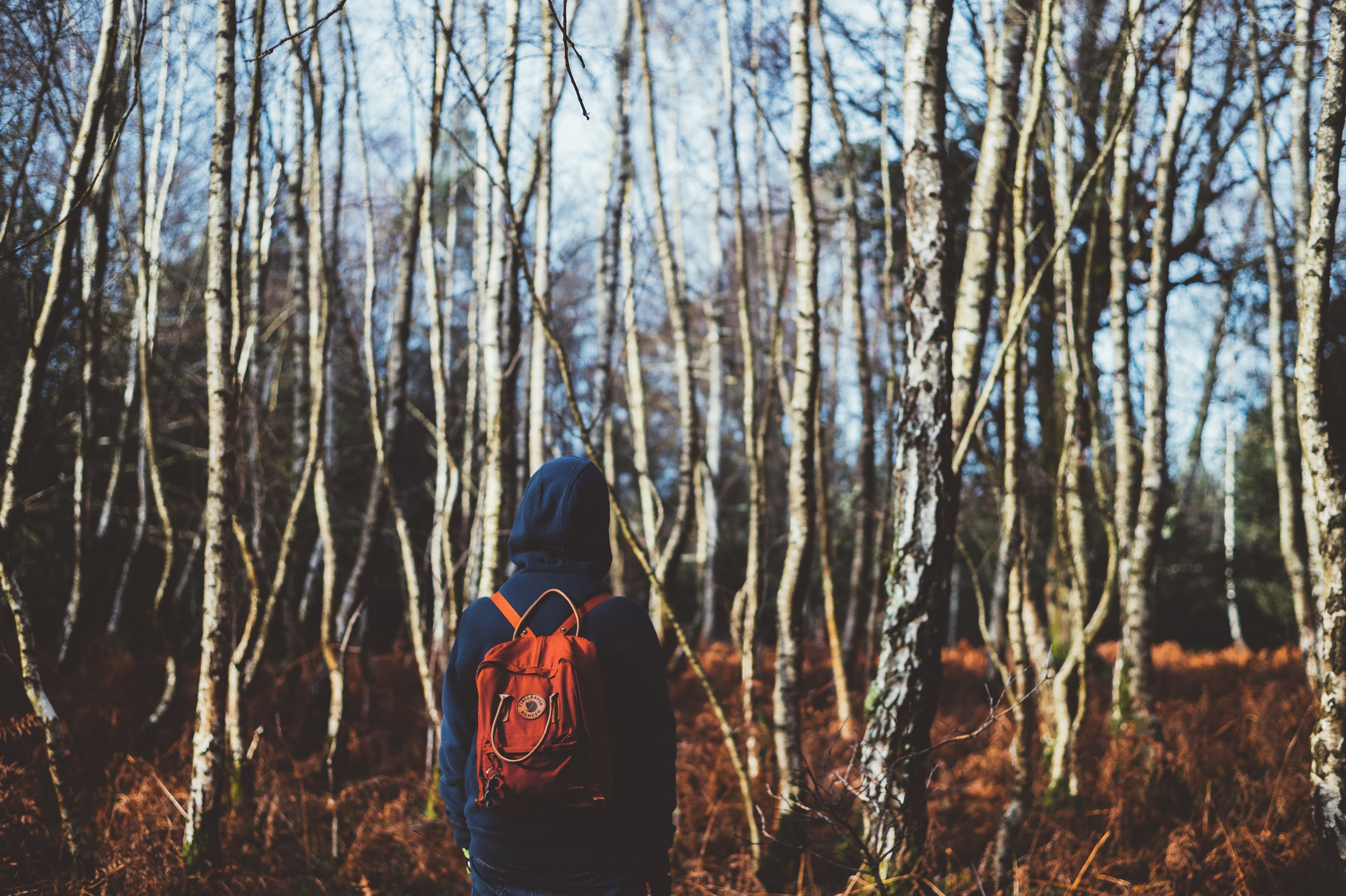 a person with a hoodie and backpack on staring at leafless trees in the winter, follow me 4k, HD Wallpaper