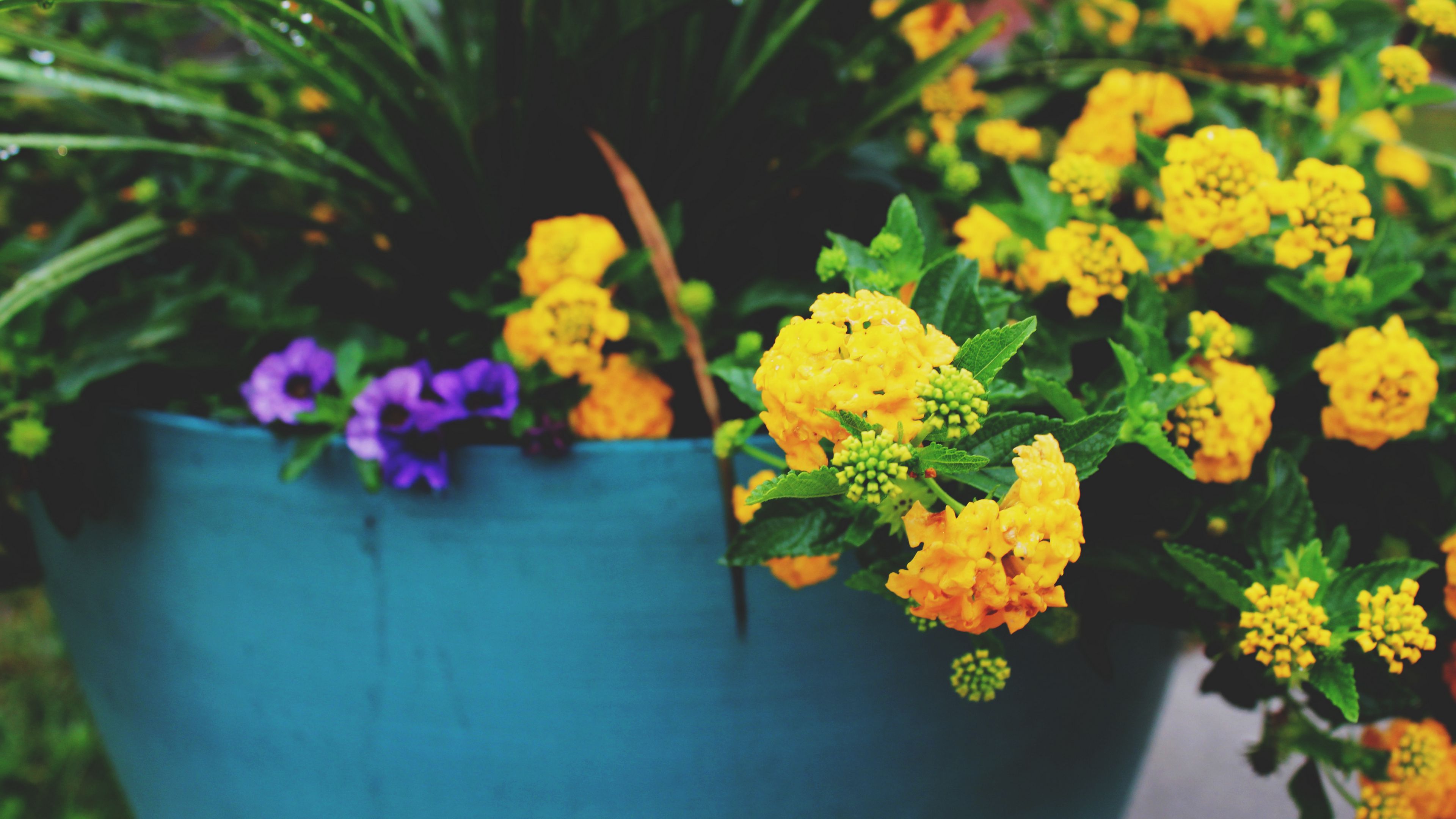 flowers, pot, yellow, 4k, HD Wallpaper