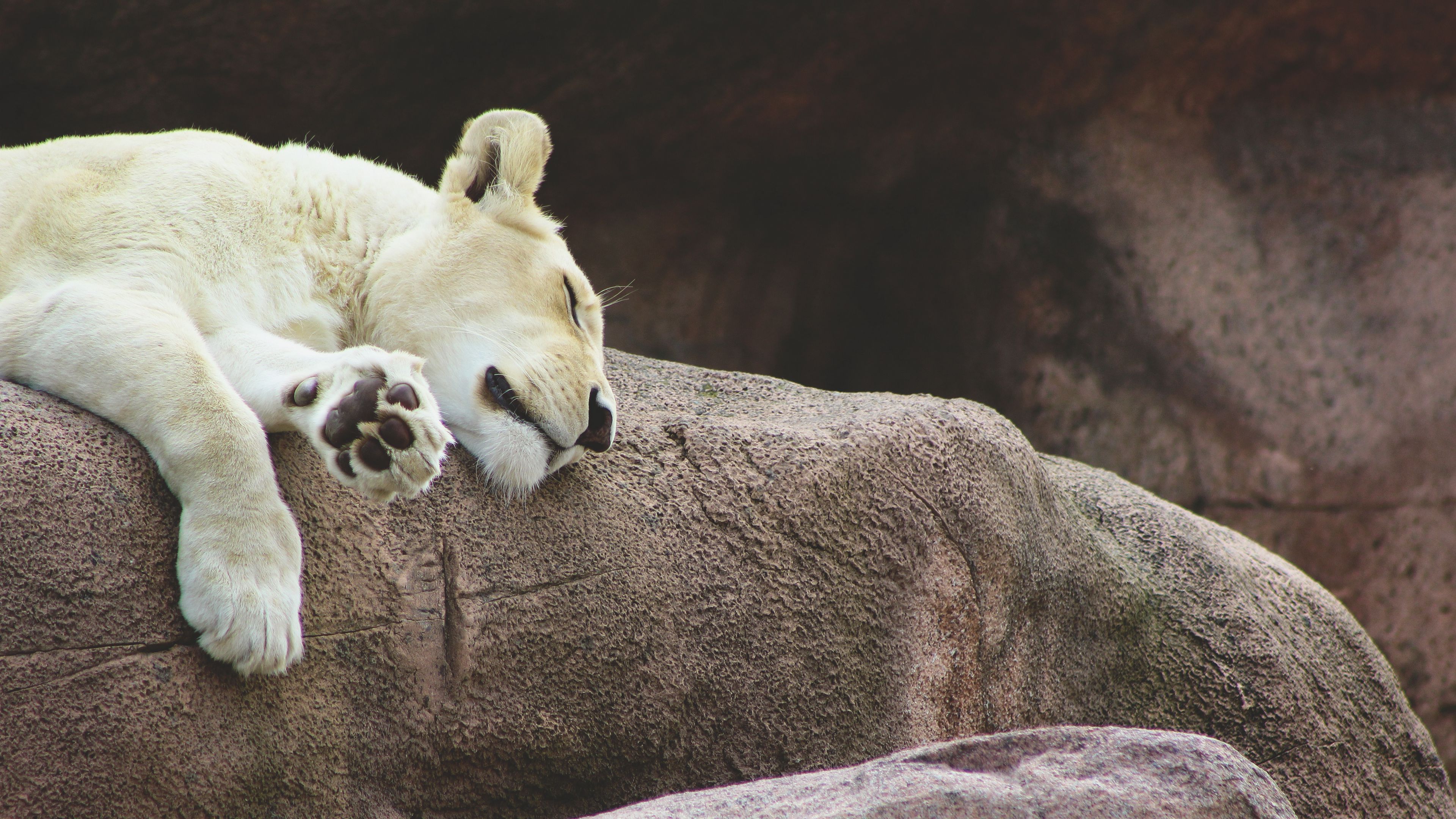 lioness, predator, asleep, 4k, HD Wallpaper