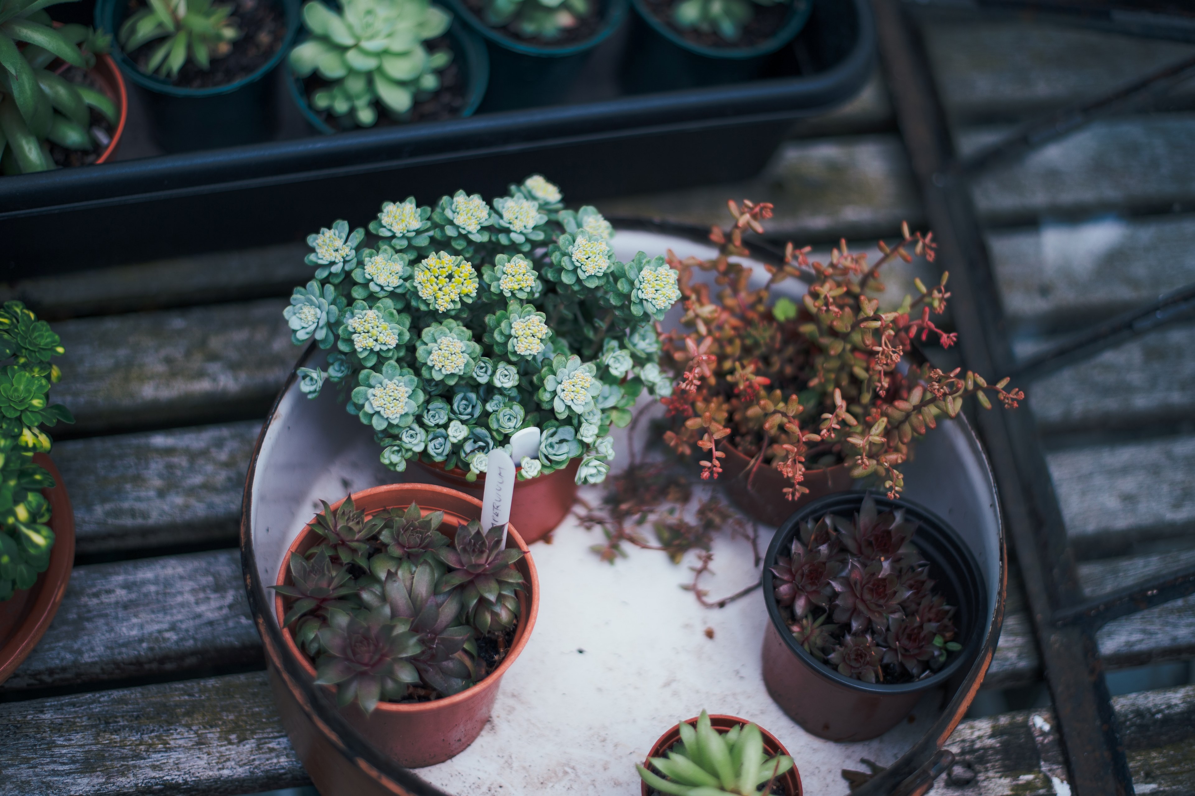 succulents and potted plants on a patio garden, urban greenery 4k, HD Wallpaper