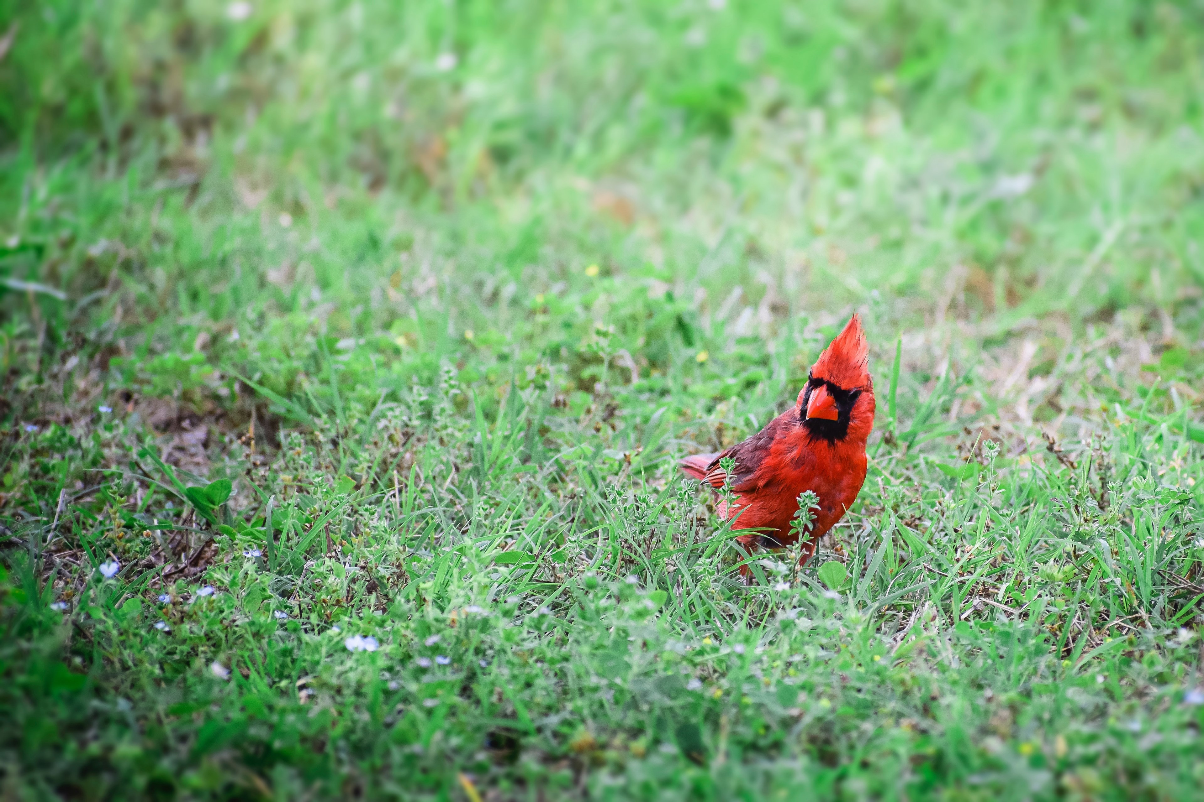cardinal on the hunt 4k, HD Wallpaper