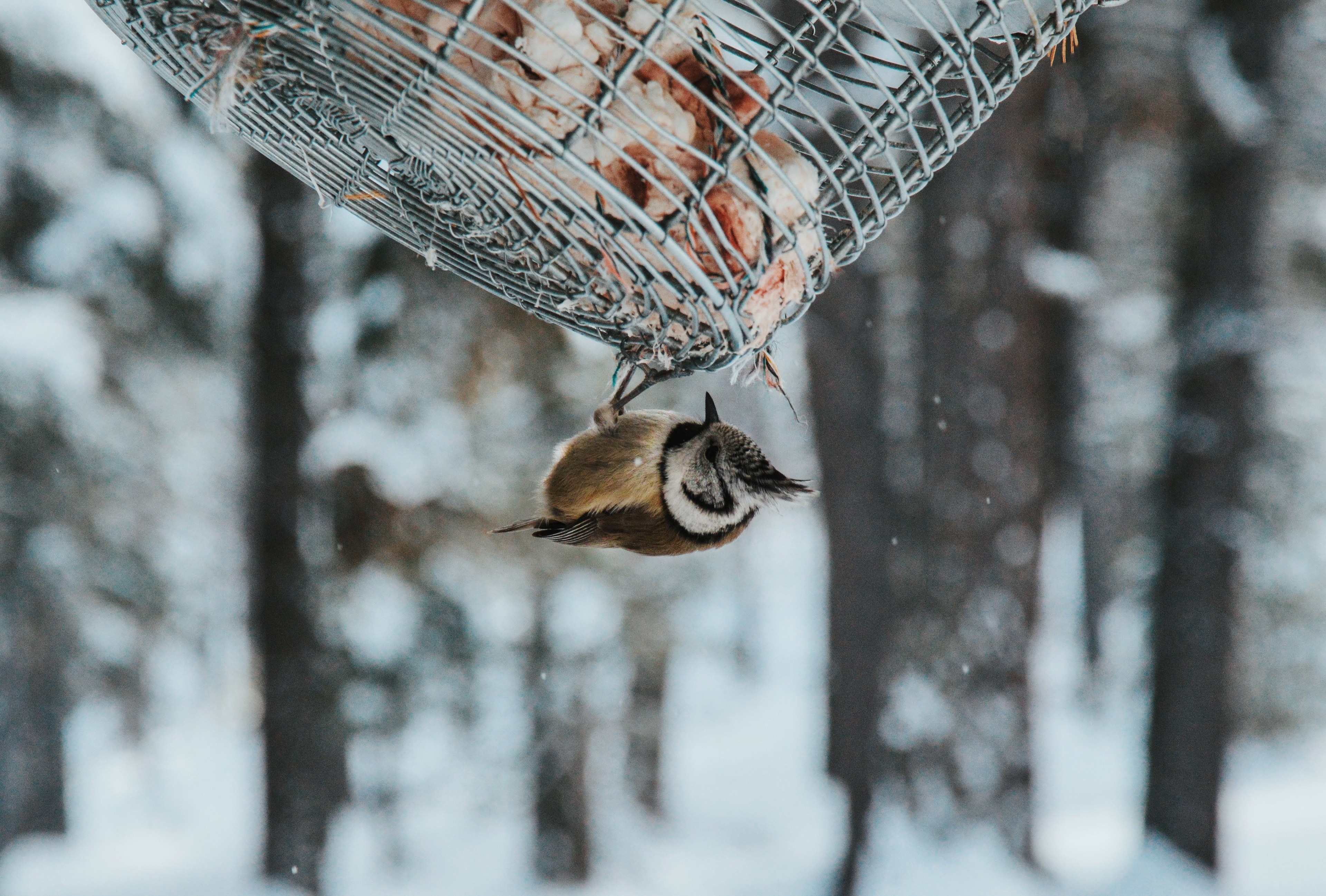 hungry fledgling 4k, HD Wallpaper