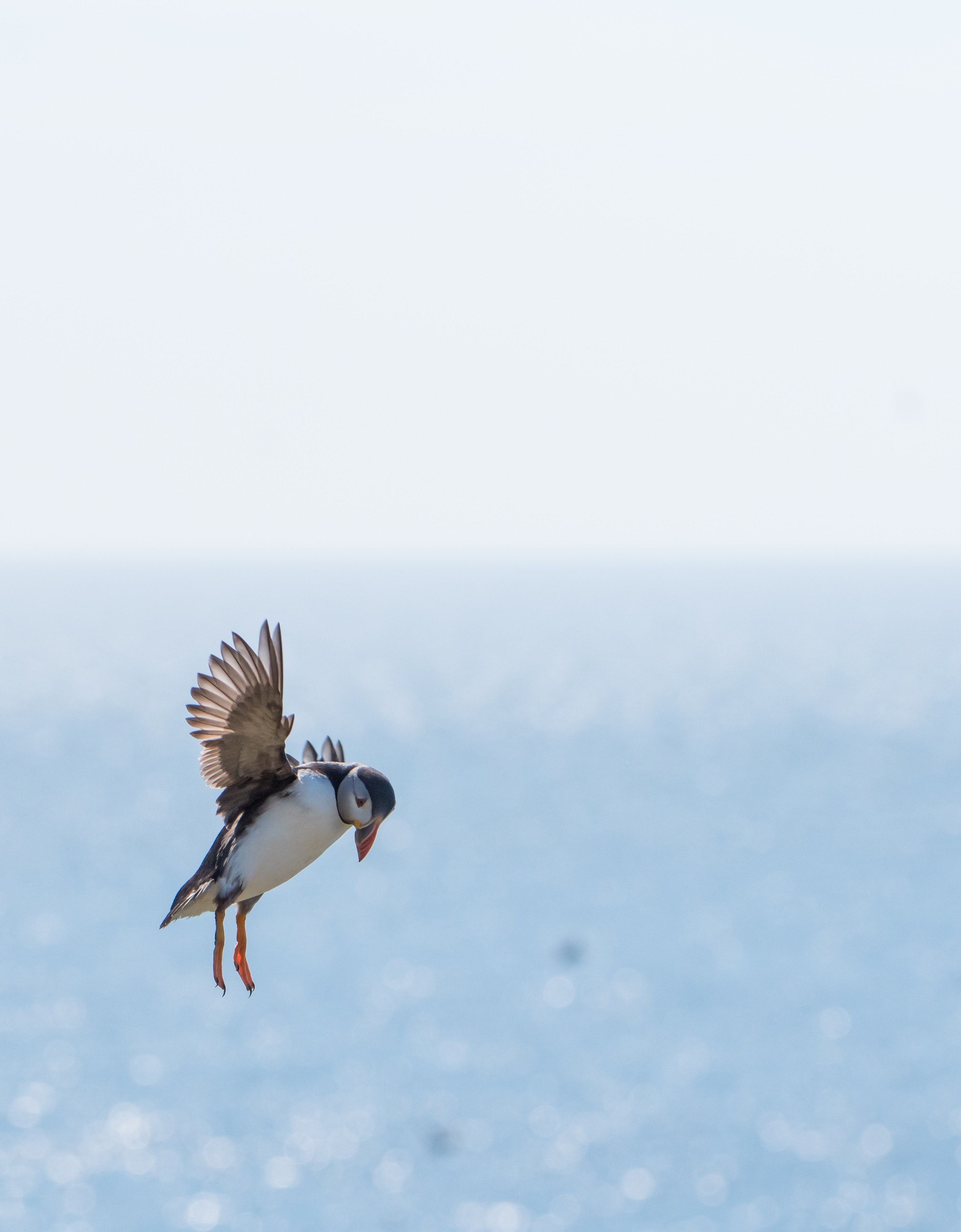 puffin treshnish isles scotland 4k, Phone HD Wallpaper