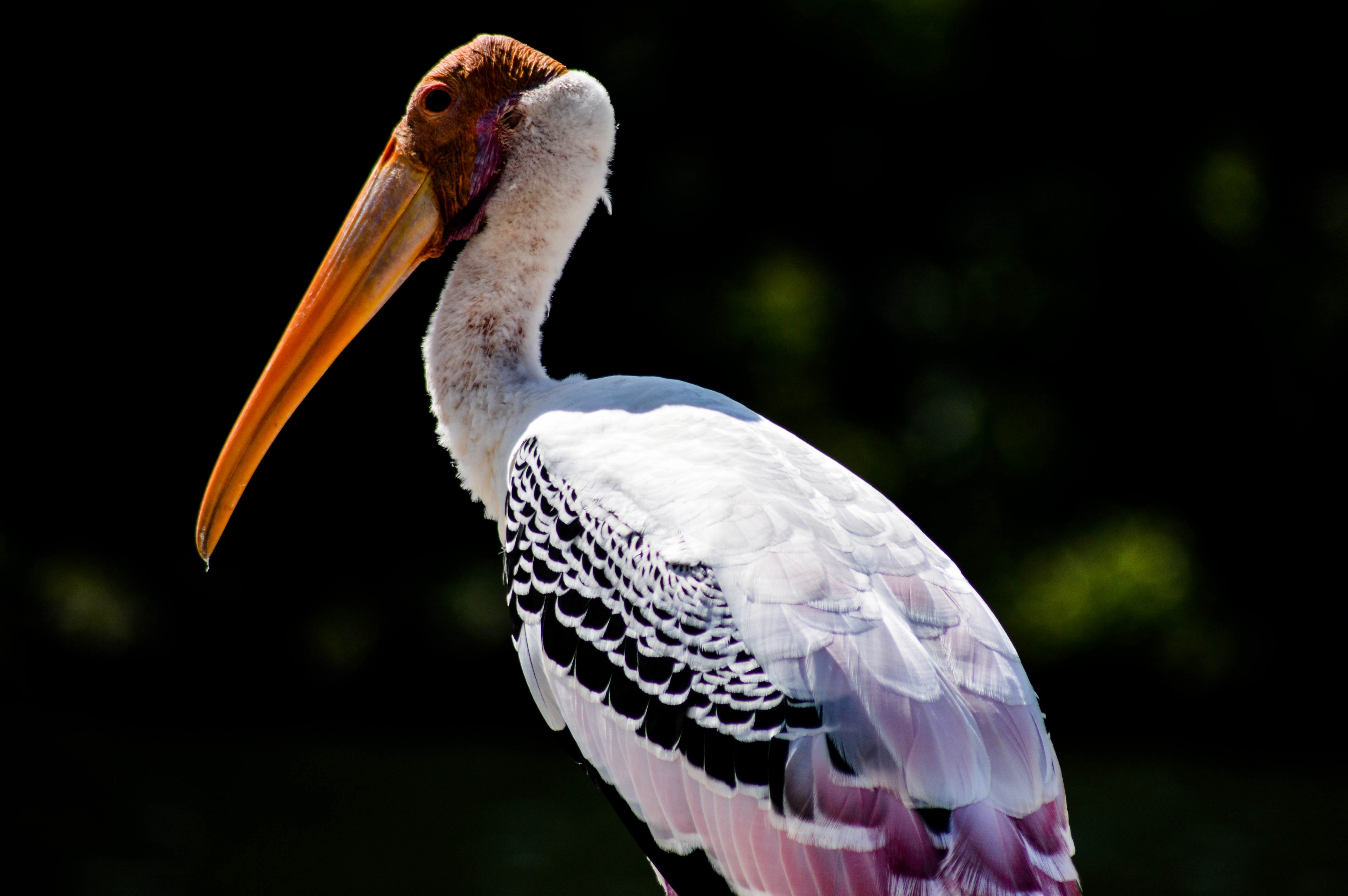 stork with black and white wings against black background, stork during the day 4k, HD Wallpaper