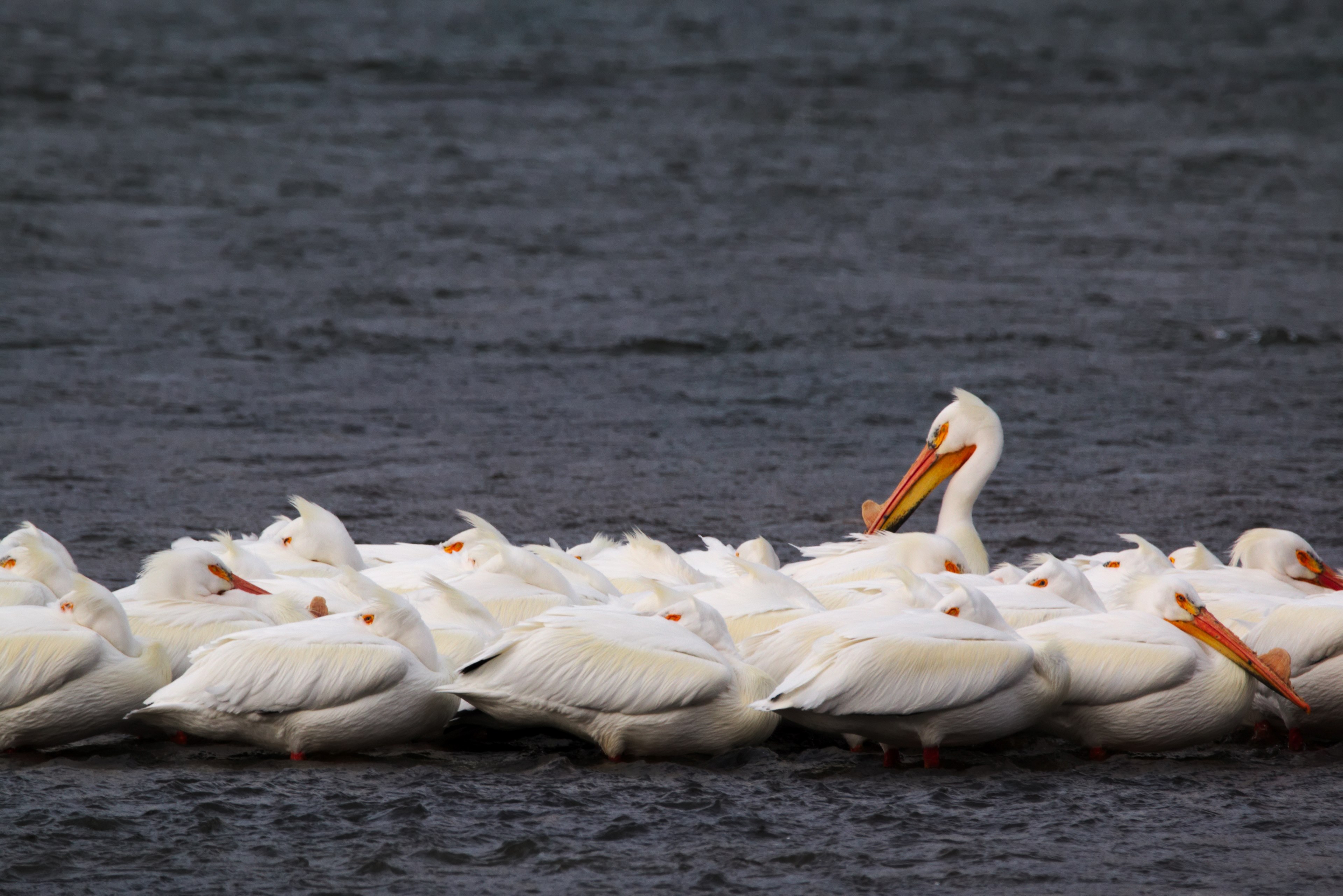 pelican bird wing and feather 4k, HD Wallpaper