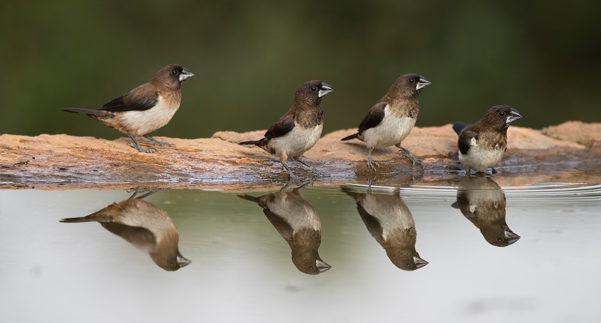 four sparrows in a row beside a puddle looking on the side sitting on a rock edge, four birds and reflections 4k, HD Wallpaper
