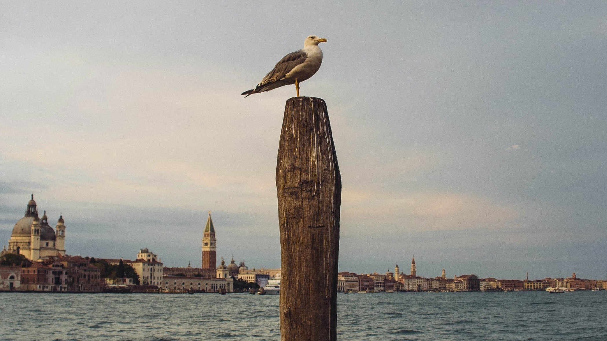 seagull gull bird and ocean 4k, HD Wallpaper