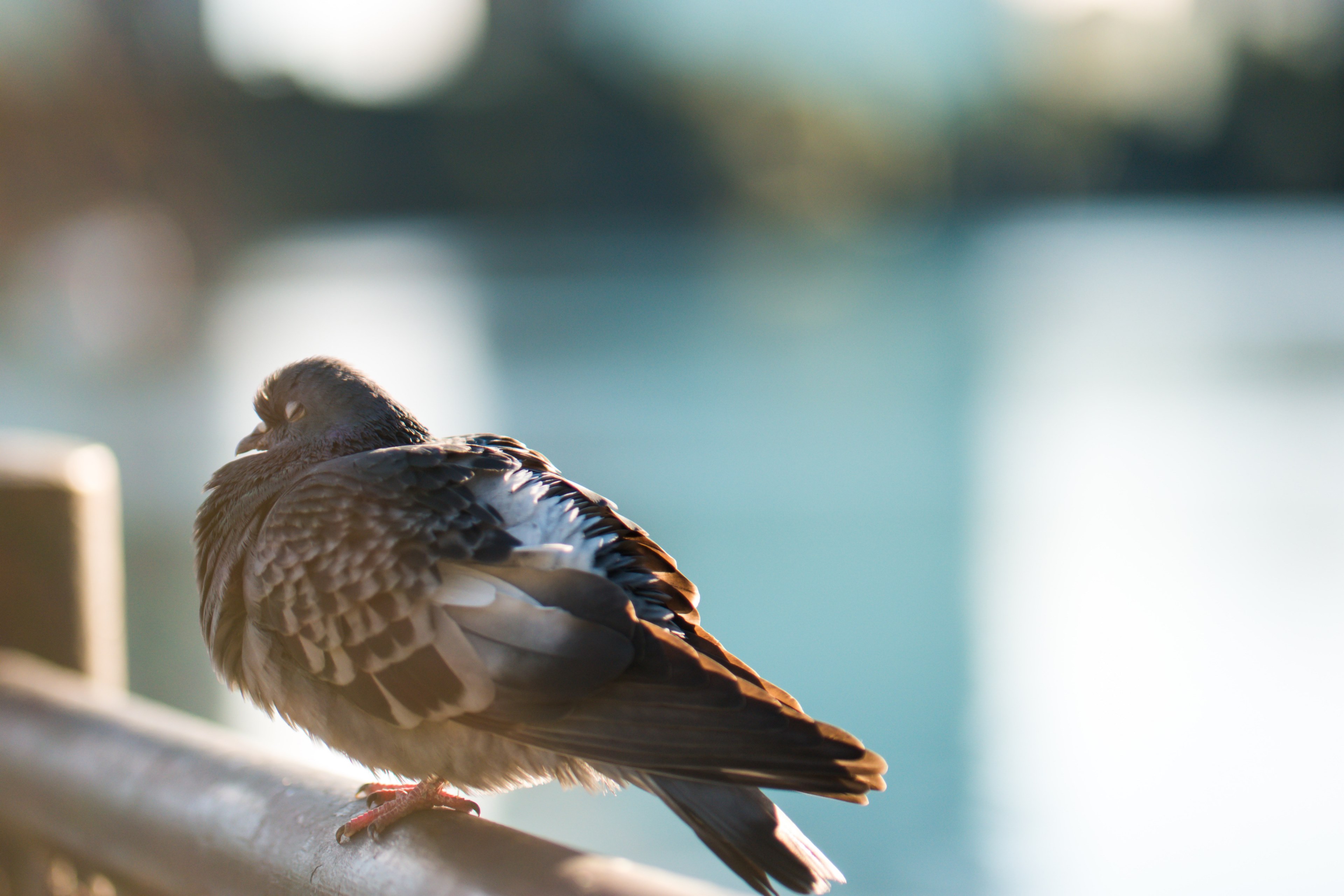 pigeon resting on a railing on a sunny day, pigeon on a railing 4k, HD Wallpaper