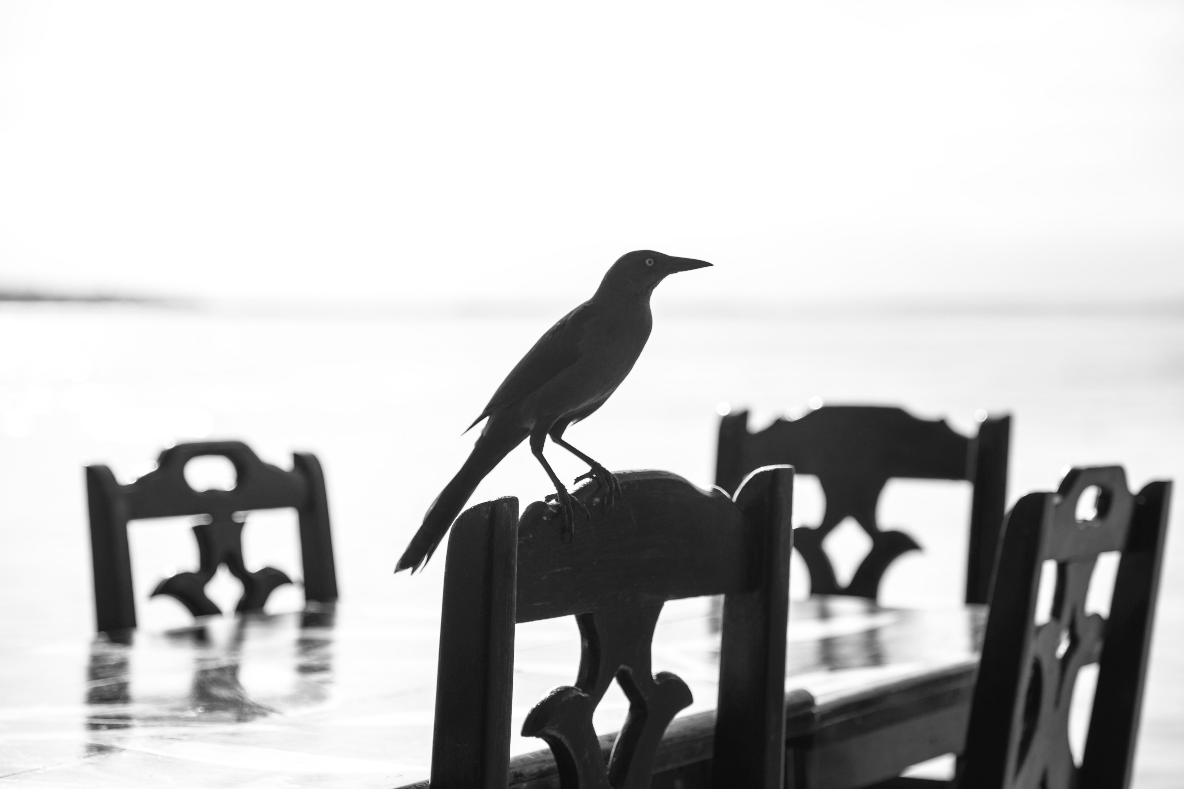 little white black and animal 4k, HD Wallpaper
