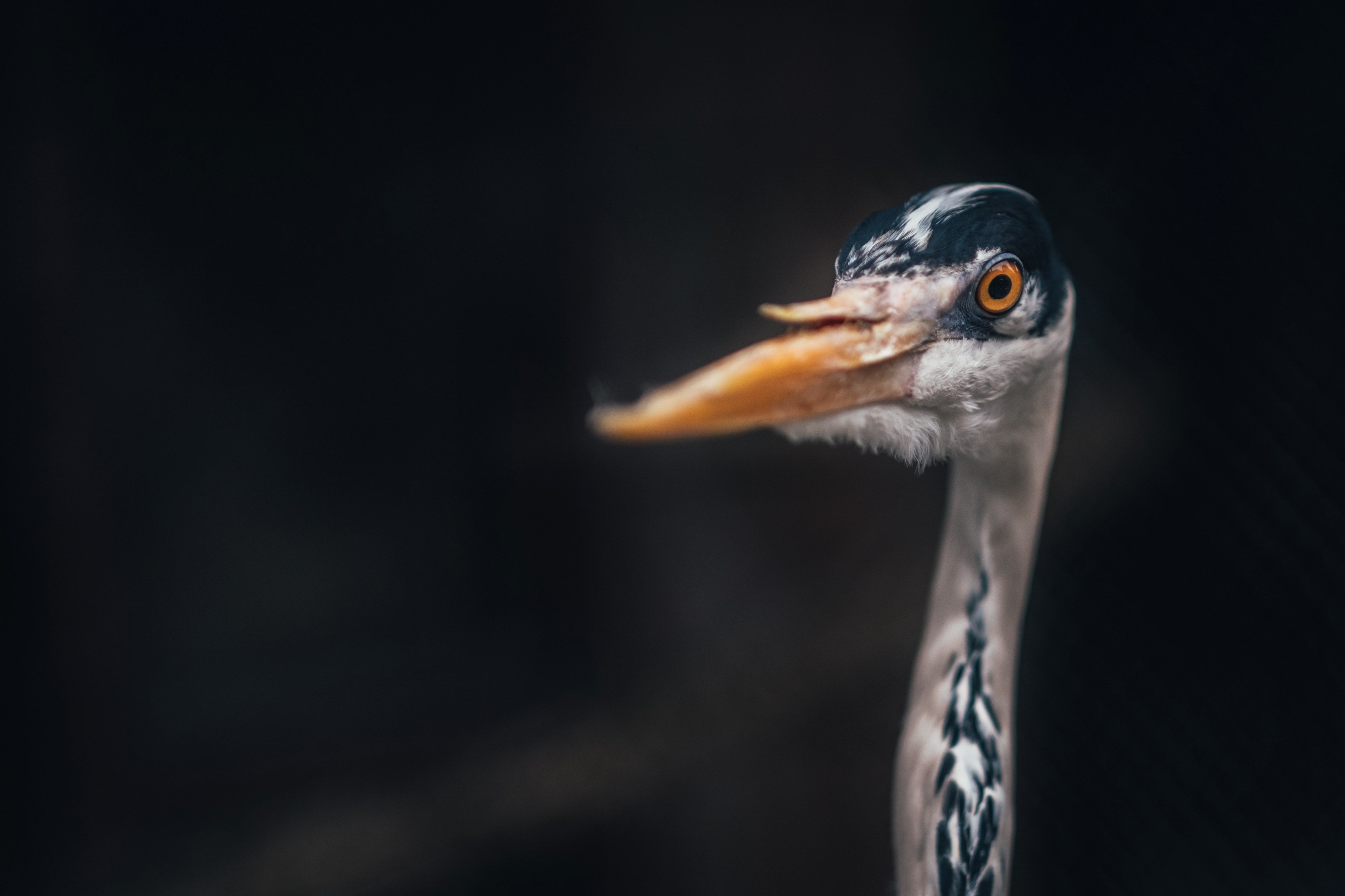 bird feather eye and beak 4k, HD Wallpaper